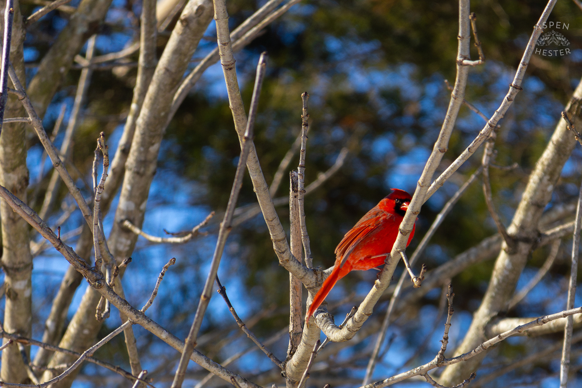 A Cardinal Sits in A Tulip Tree in my Backyard. January 13th, 2025/Aspen Hester