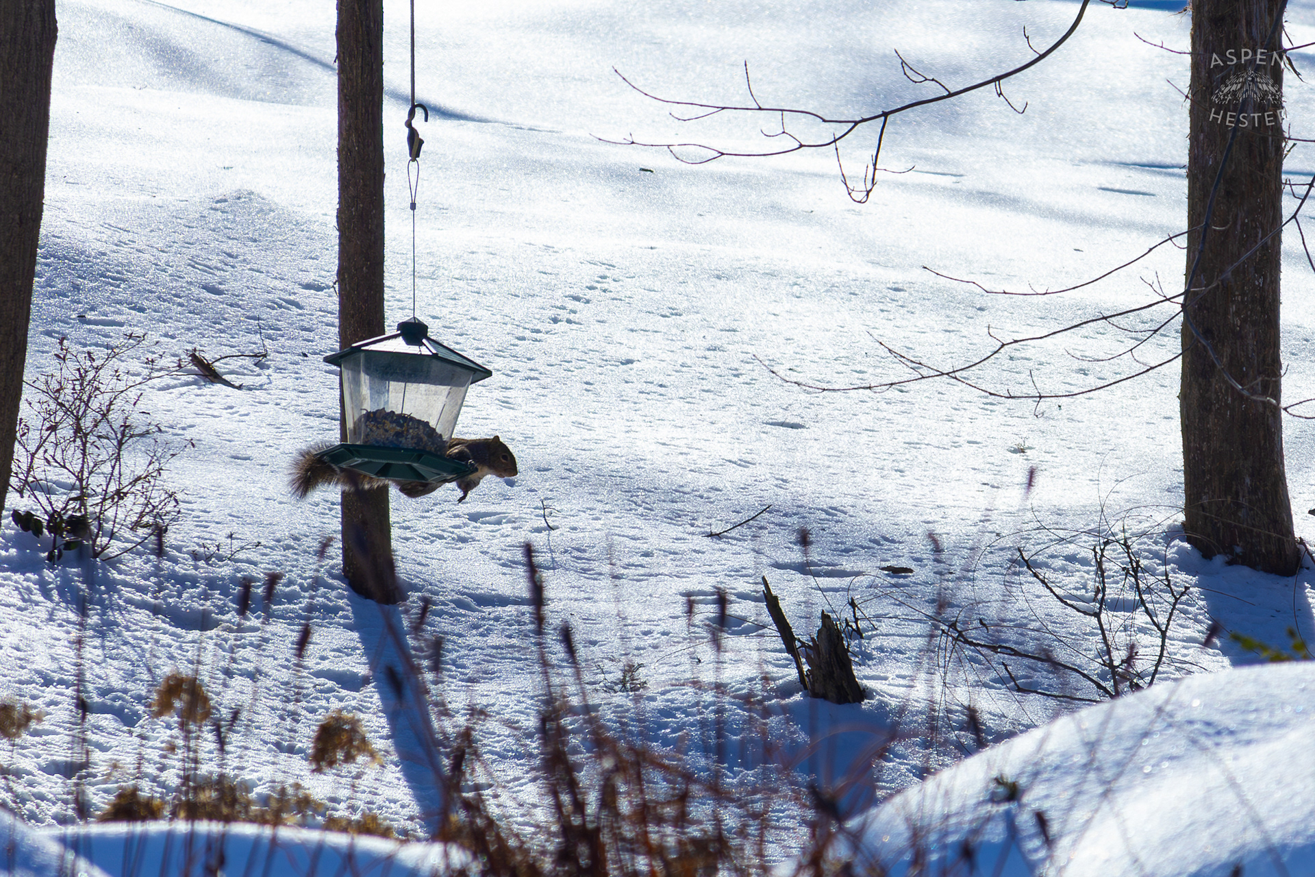 A Squirrel Swinging from A Bird Feeder Surrounded by The Snowy Landscape of my Backyard. January 13th, 2025/Aspen Hester
