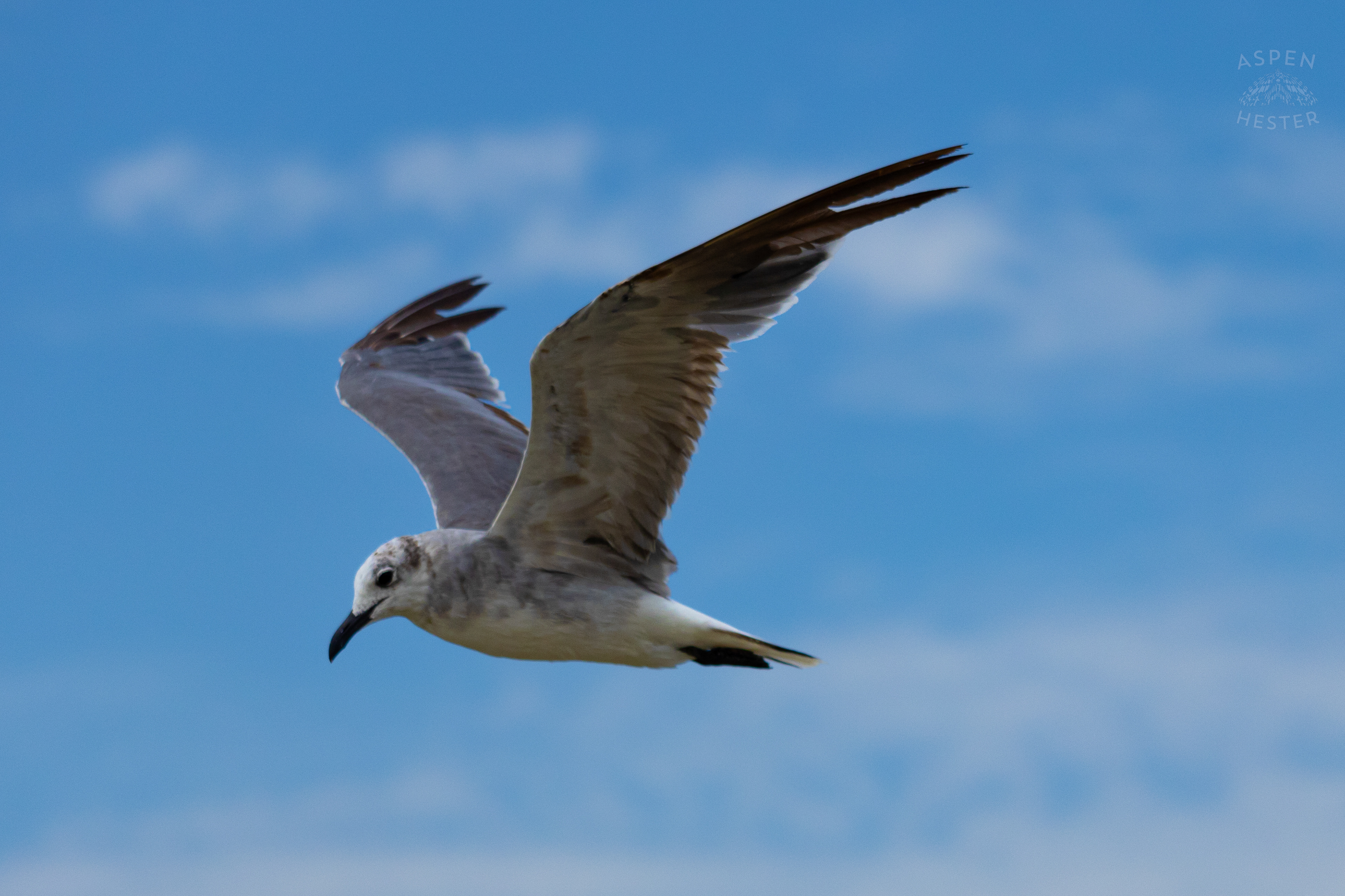 Seagull Flying On Tybee Island Georgia. June 24th, 2024/Aspen Hester