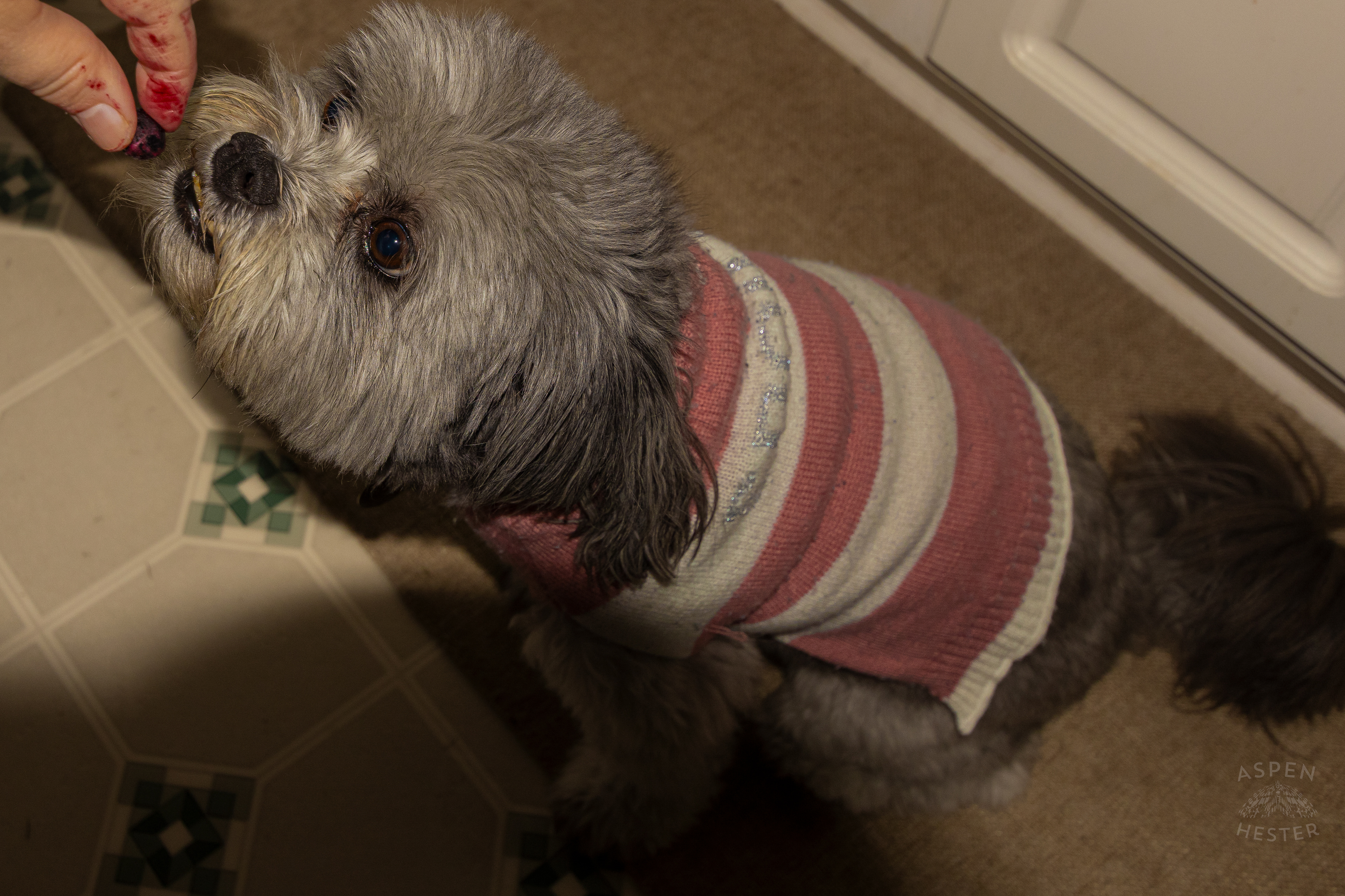 My Girl Mabel Getting A Blueberry. November 11th, 2024/Aspen Hester