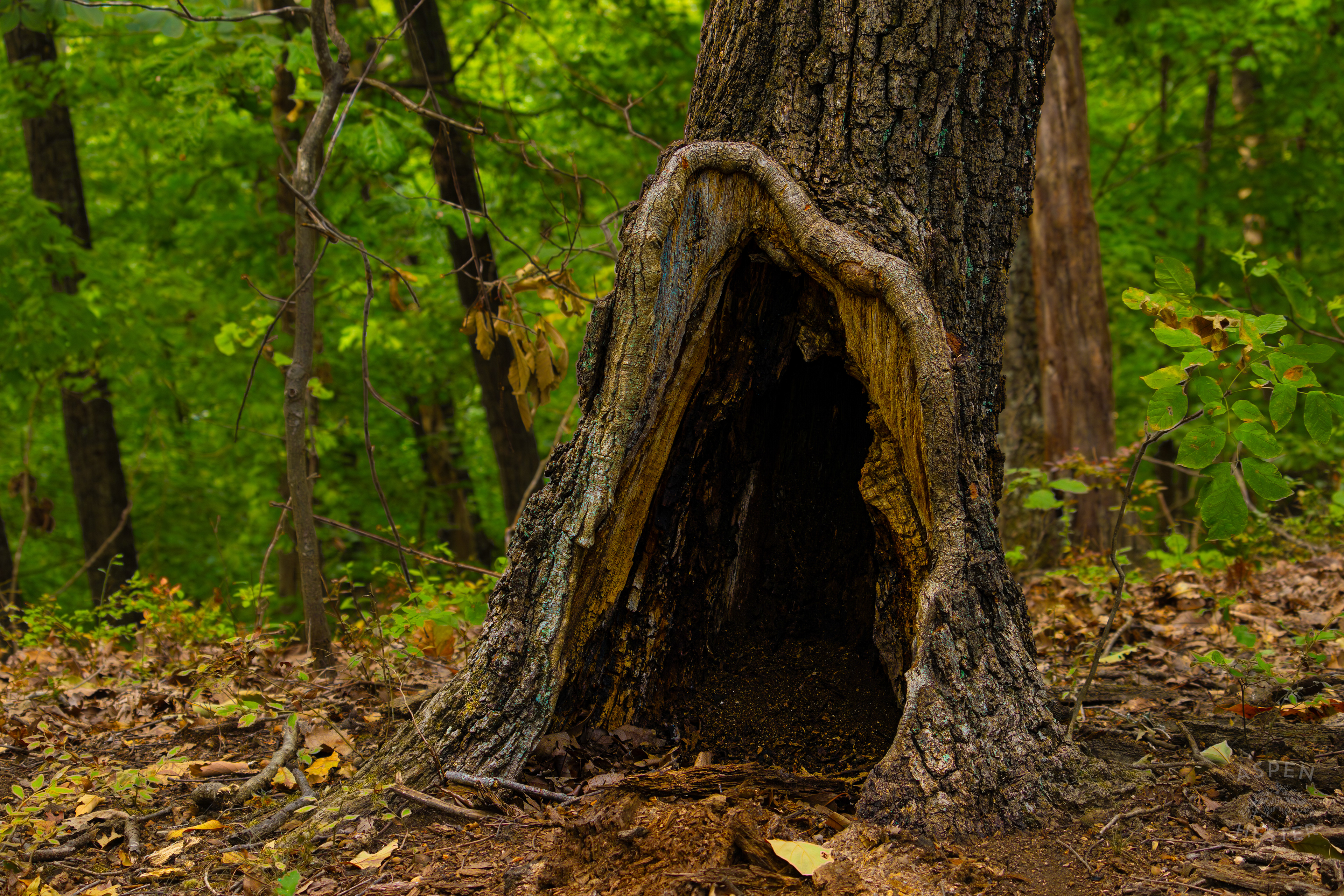 The Perfect Place to Live Inside Jefferson Memorial Forest. September 3rd, 2024/Aspen Hester