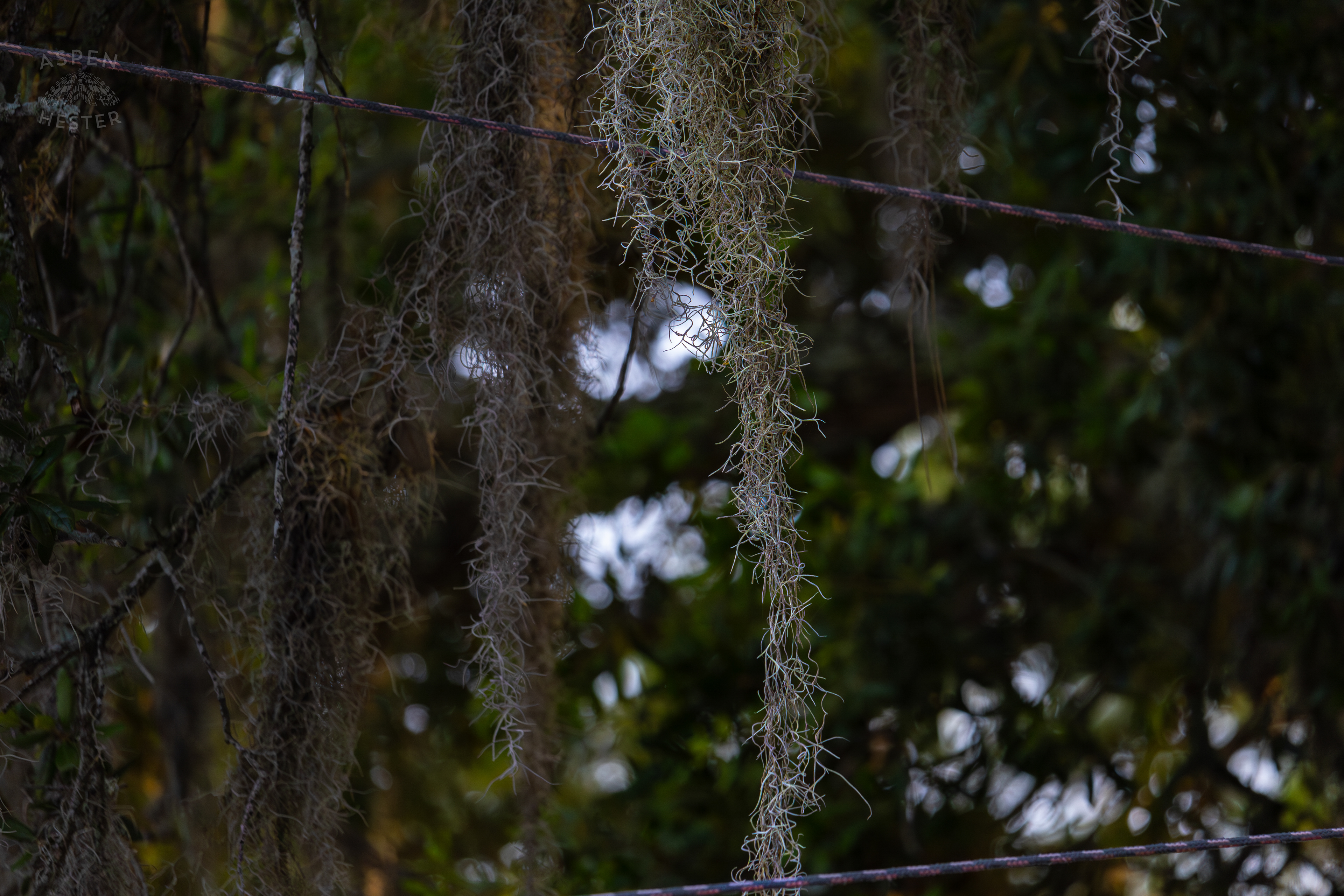 Spanish Moss Outside Huc-A-Poos Bites and Booze on Tybee Island Georgia. June 25th, 2024/Aspen Hester