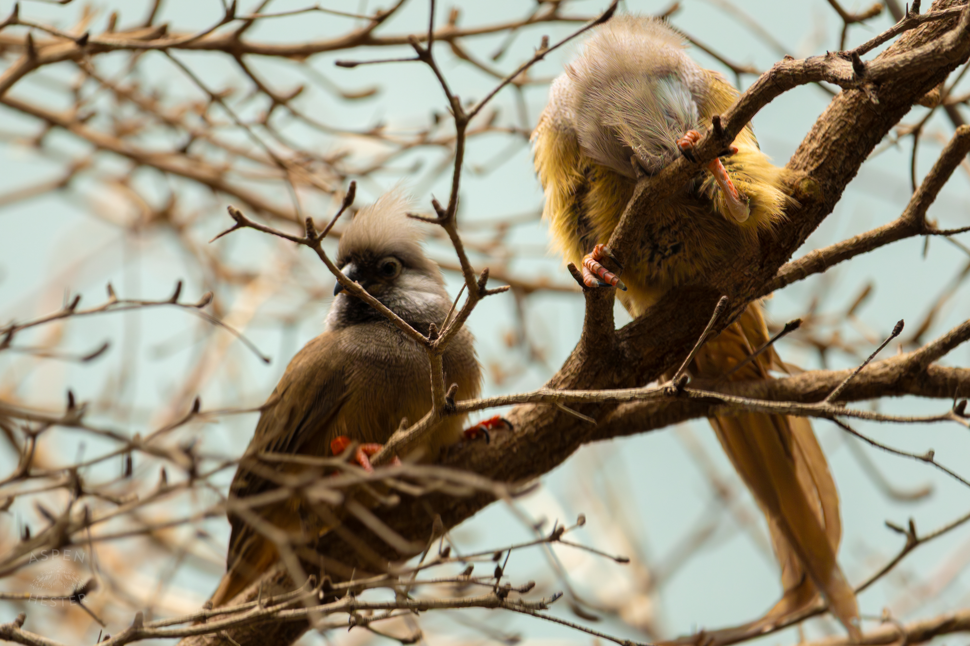 Two Speckled Mousebirds Perch on A Branch in The Grasslands Inside The National Aviary in Pittsburgh Pennsylvania. February 26th, 2025/Aspen Hester