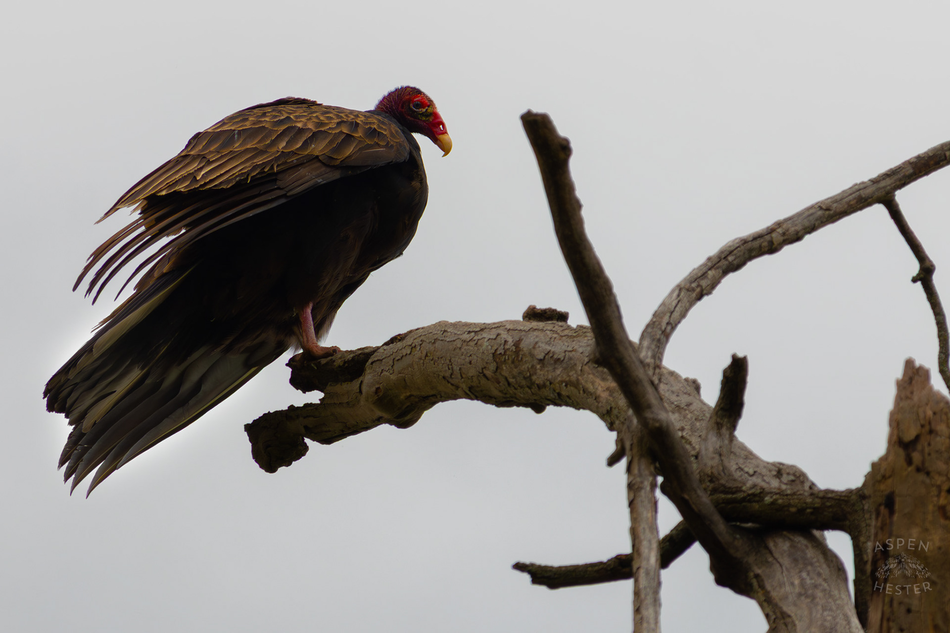 A Large Turkey Vulture Perches High Atop of A Tree in Brown Park. April 14th, 2025/Aspen Hester