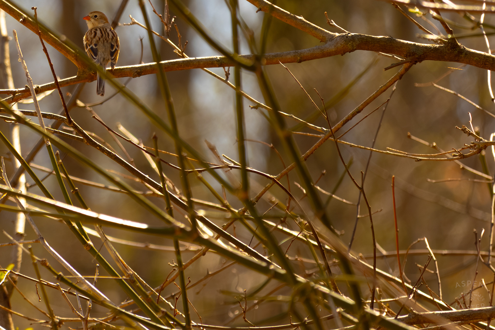 A Field Sparrow Blends in with The Bramble of Wendell Moore Park Right Before Spring. March 18th, 2025/Aspen Hester