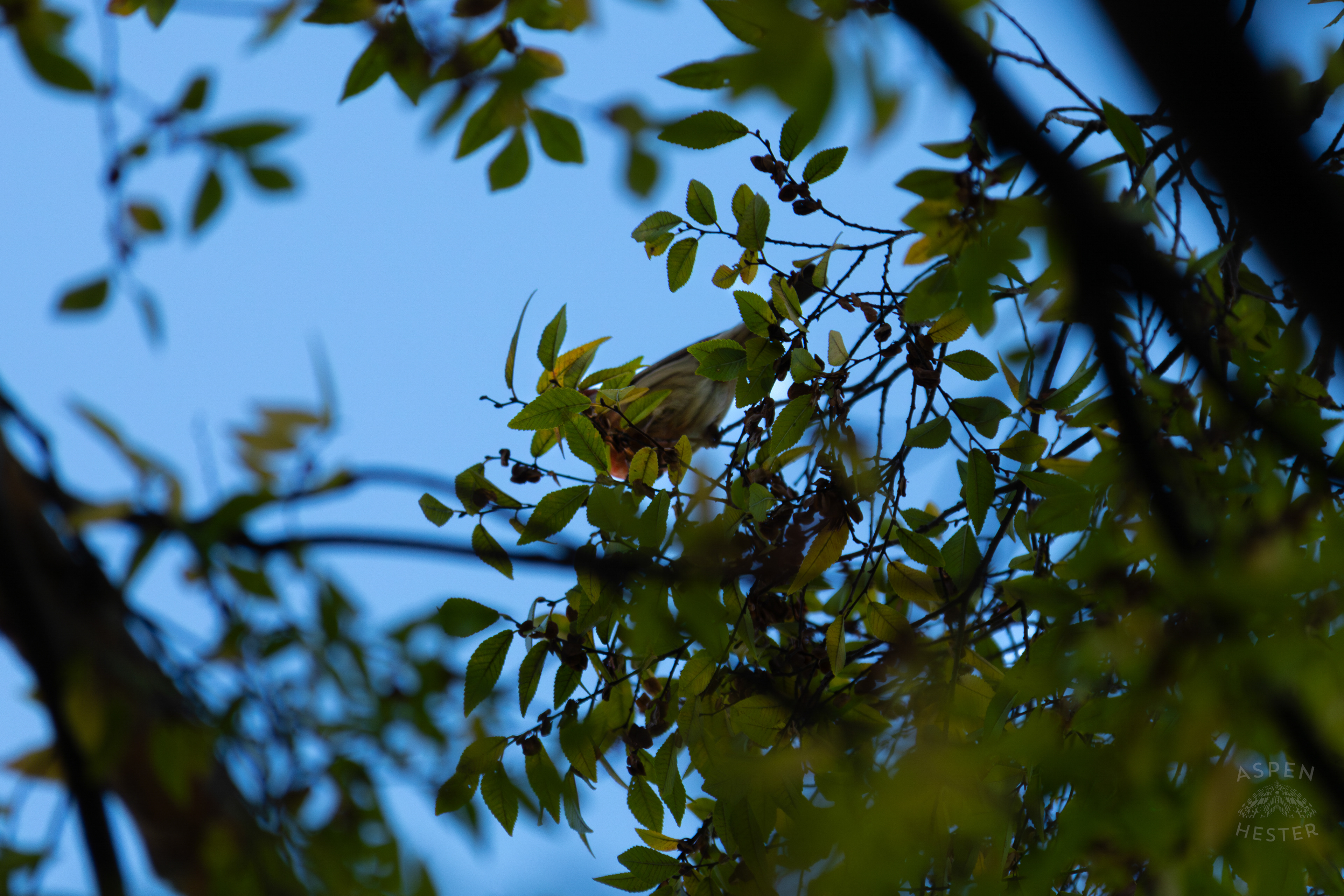 A Northern Mockingbird Sits Perched High in A Tree In Nulu on A Saturday Evening. November 14th, 2024/Aspen Hester