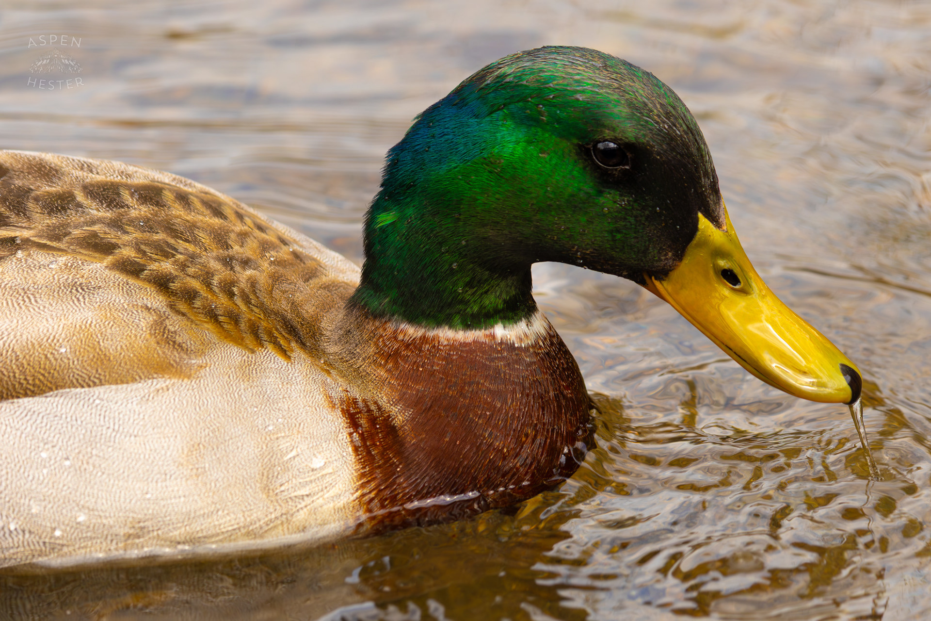 A Male Mallard Swims in Middle Fork Beargrass Creek Where It Runs Through Brown Park. April 14th, 2025/Aspen Hester