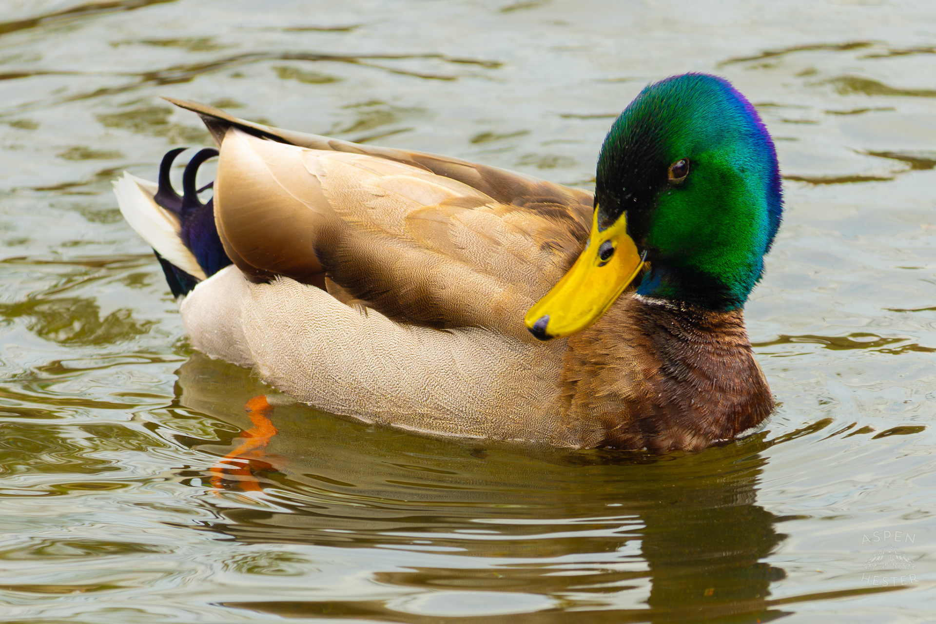 A Male Mallard Swims in Middle Fork Beargrass Creek Where It Runs Through Brown Park. April 14th, 2025/Aspen Hester