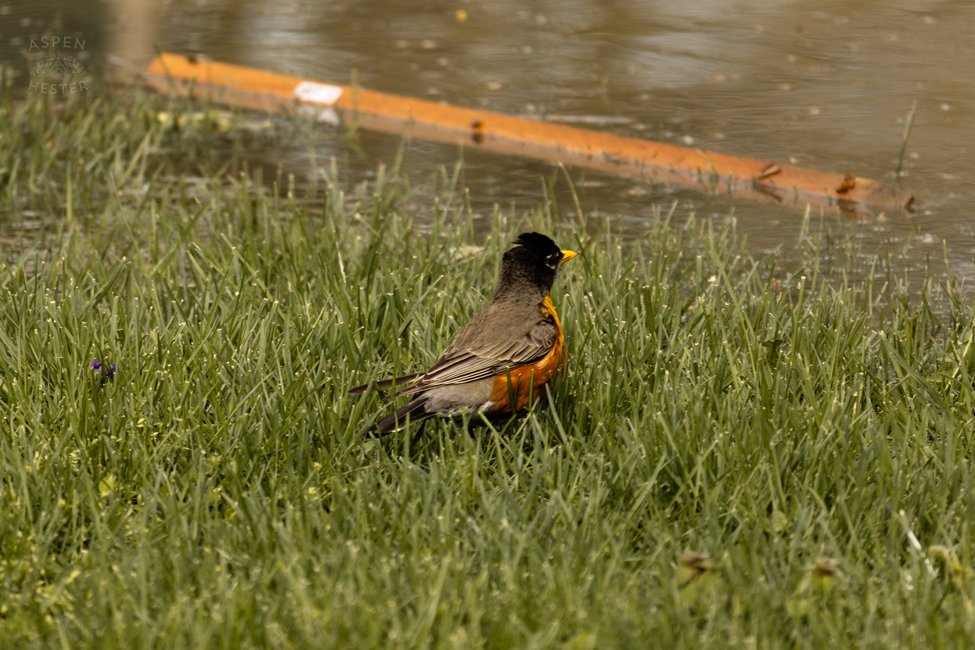 A Robin Scavenges Near The Edge Of The Historic Flooding in Utica Indiana. April 9th, 2025/Aspen Hester