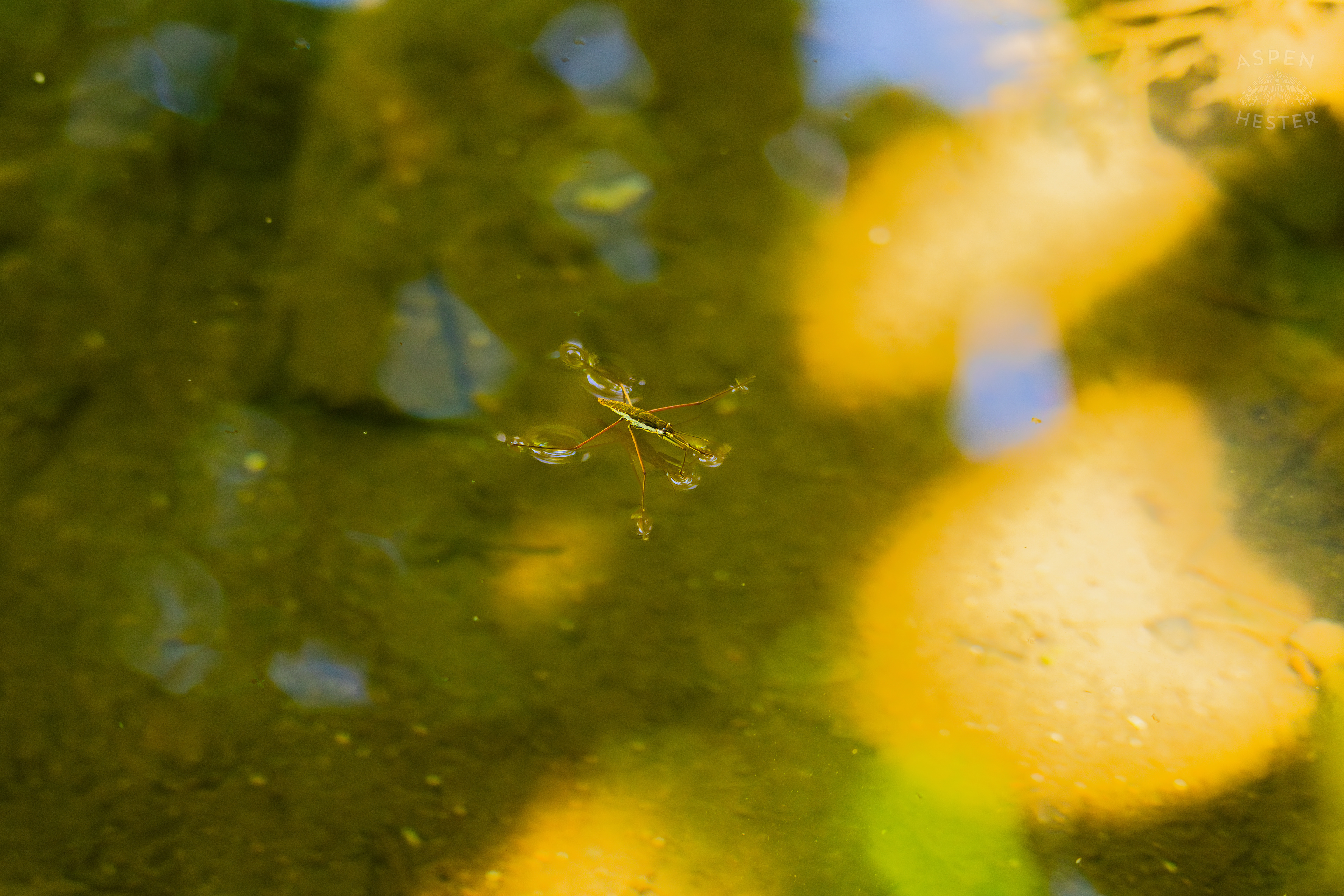 Water Strider on Middle Fork Beargrass Creek in Cherokee Park. May 28th, 2024/Aspen Hester