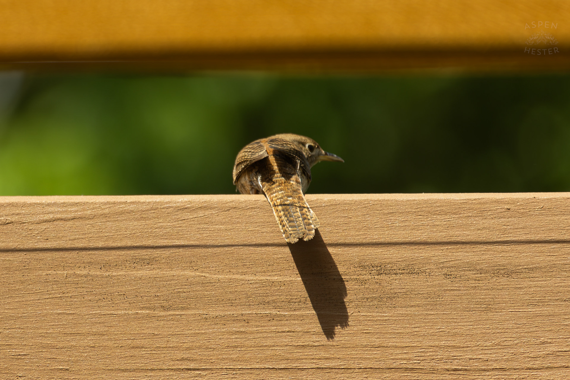 One of A Pair of Northern House Wrens Living in My Bird House. May 15th, 2025/Aspen Hester
