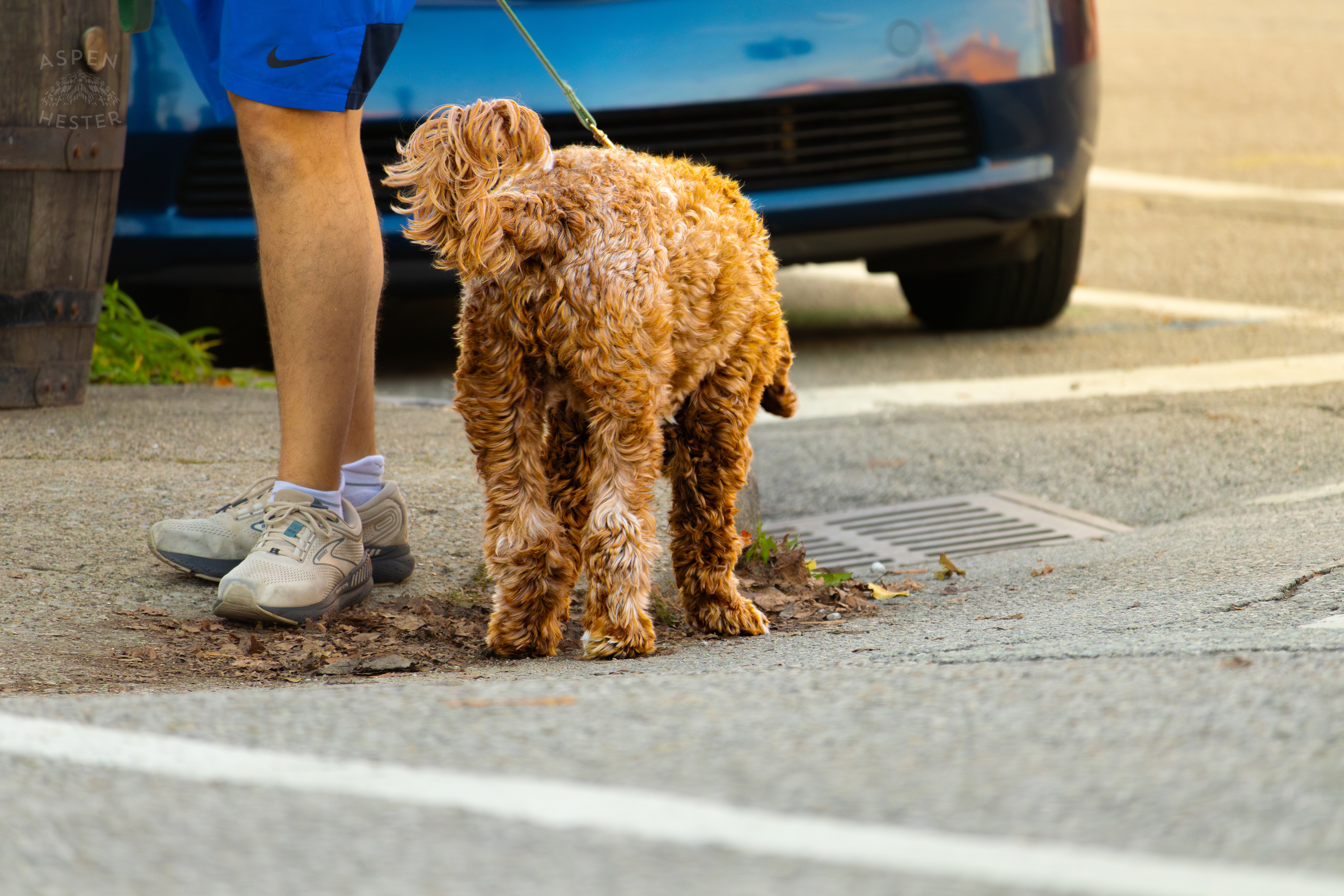 Dog Out for A Walk In Nulu on A Saturday Evening. November 14th, 2024/Aspen Hester