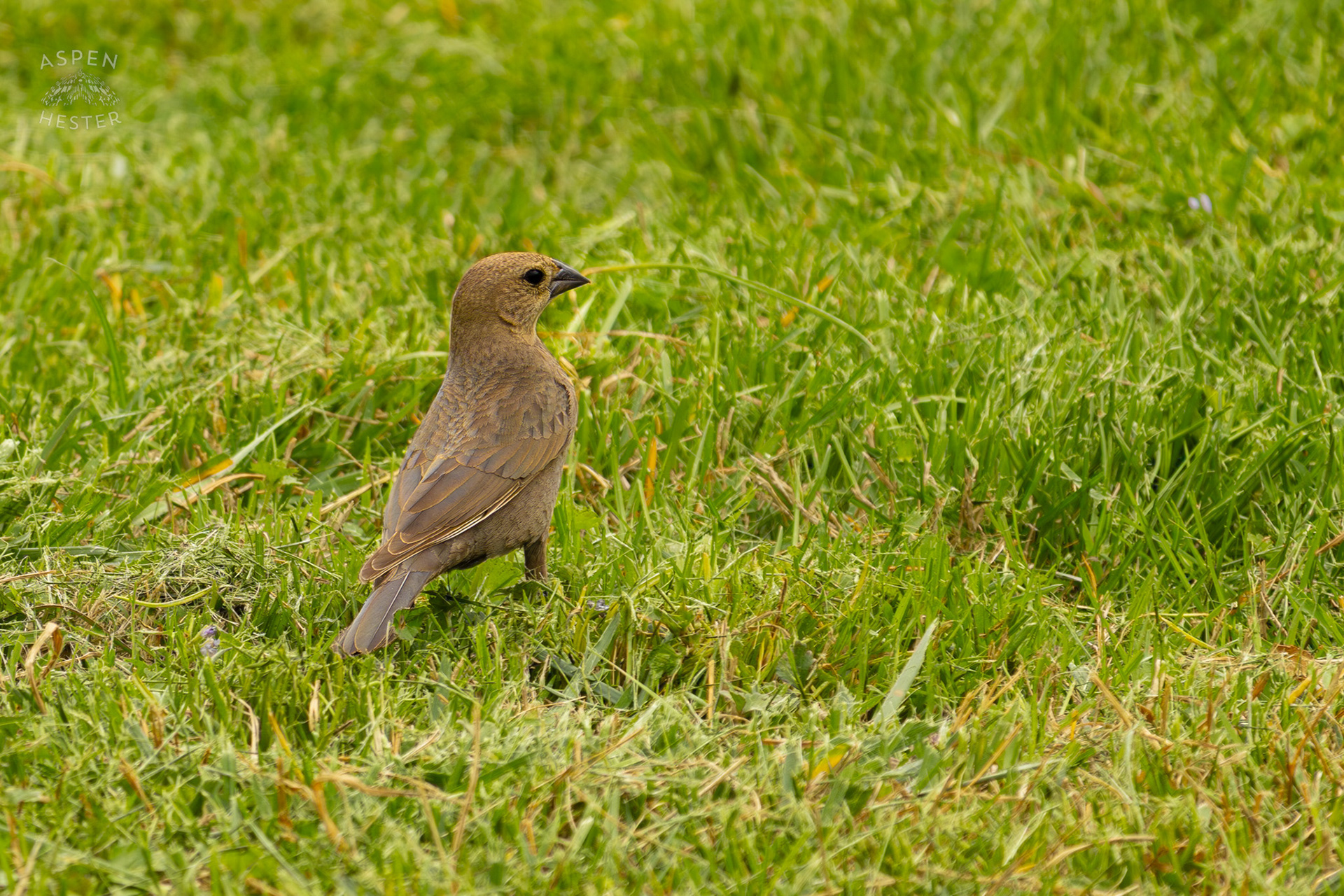 A Female Brown-Headed Cowbird in Brown Park. April 14th, 2025/Aspen Hester