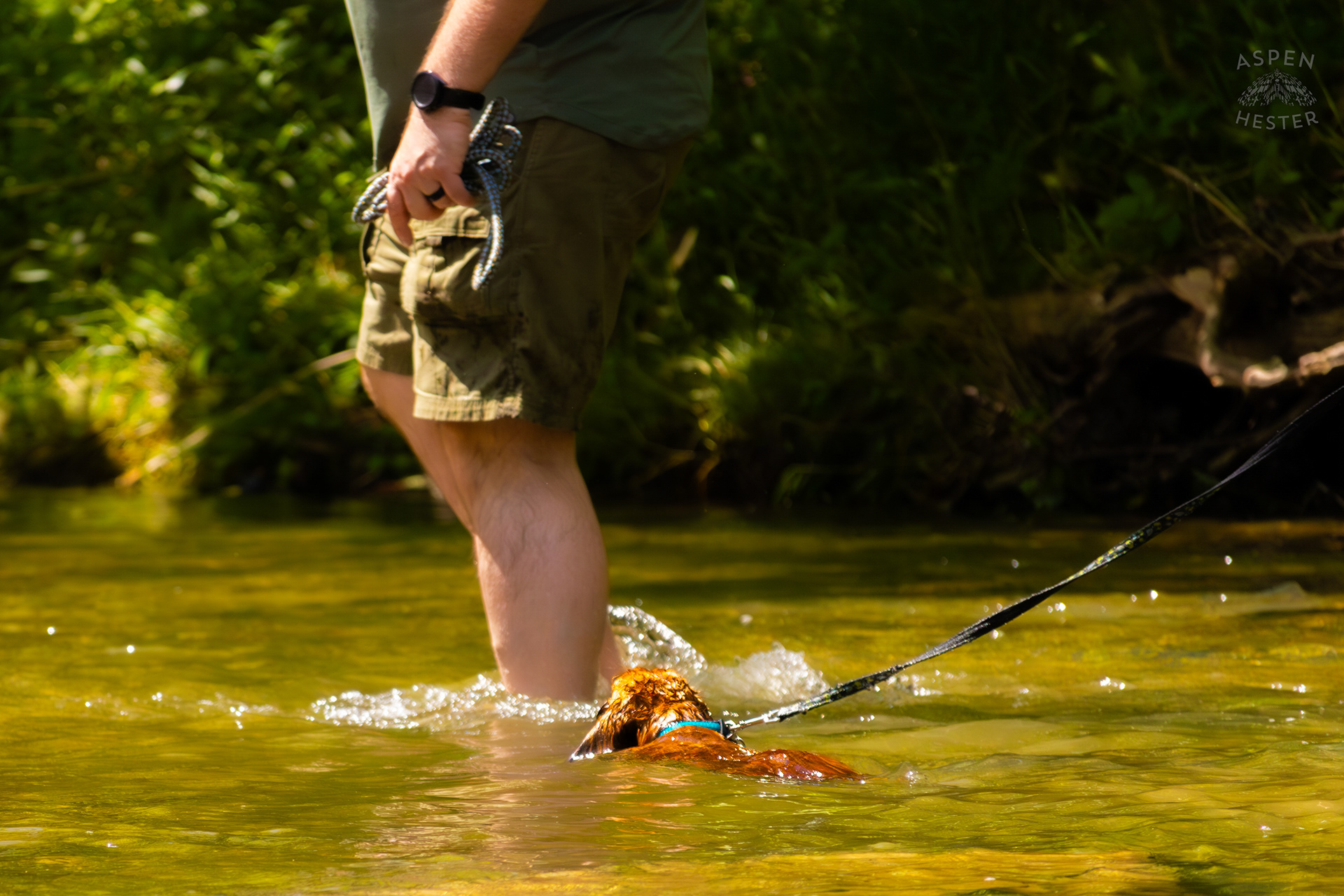 Dachshund Struggles to Swim in the High Waters of Middle Fork Beargrass Creek in Cherokee Park. May 28th, 2024/Aspen Hester
