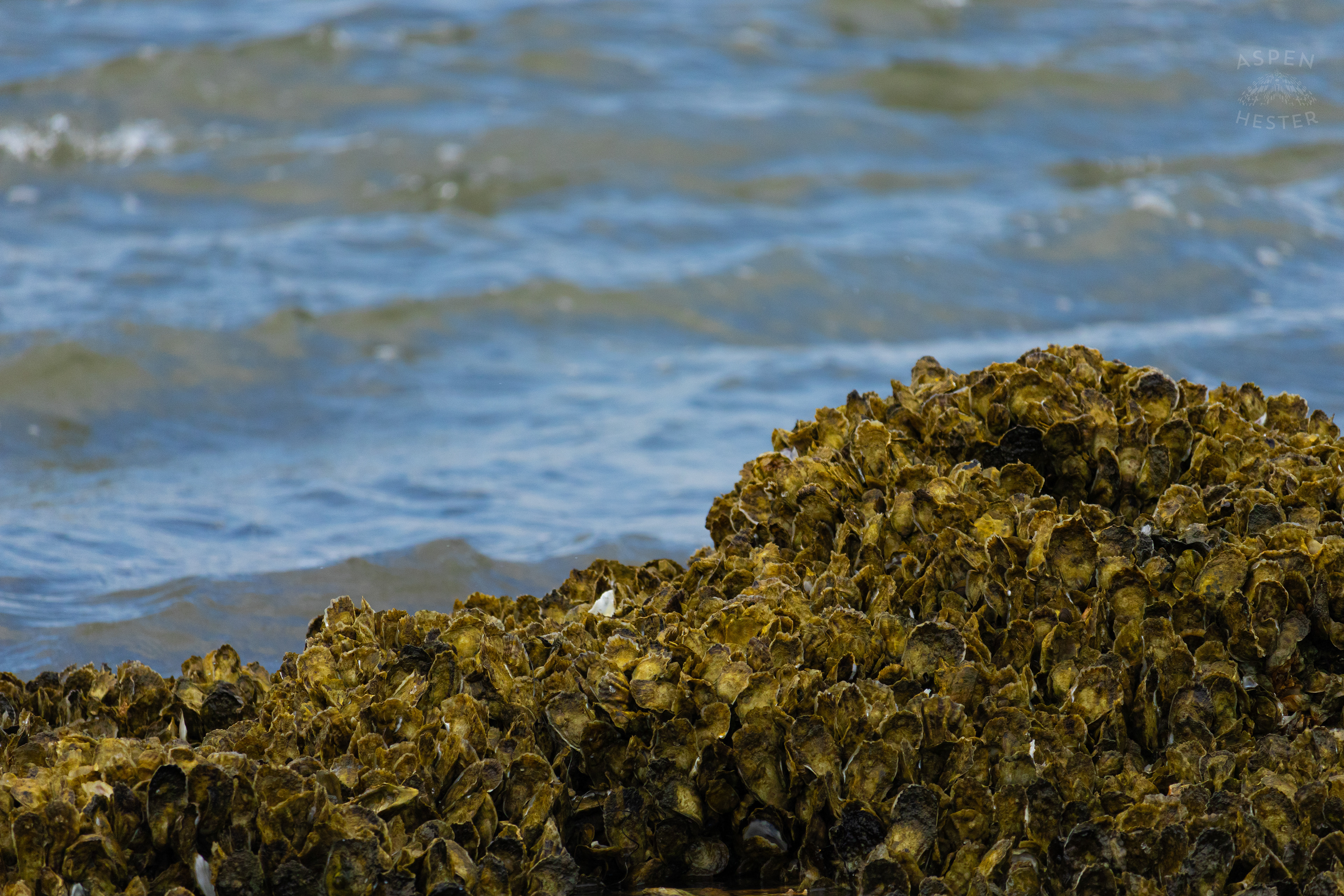 Oyster Reef Poking Through Low Tide On Tybee Island Georgia. June 24th, 2024/Aspen Hester