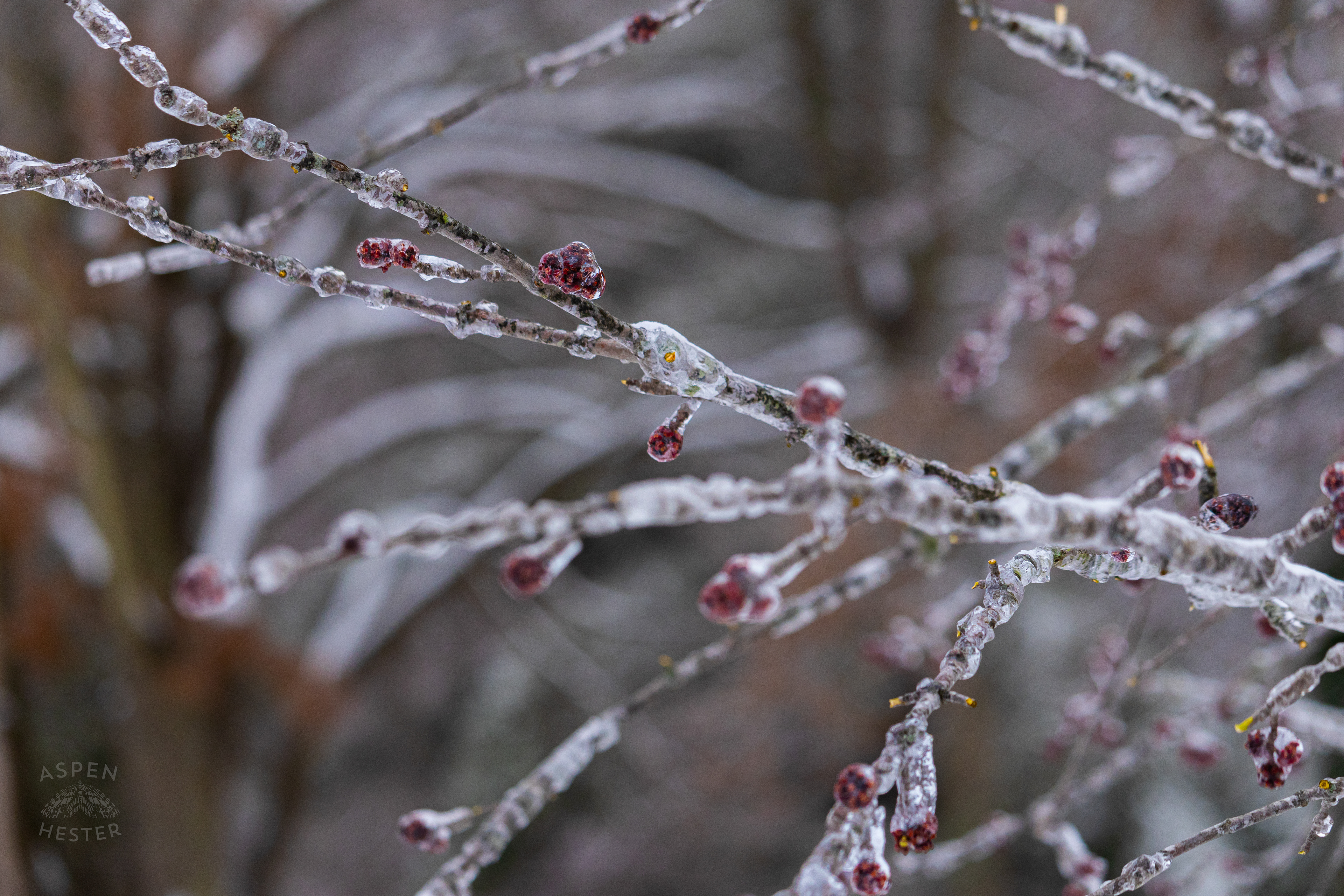 Large Branch of A Red Maple Tree Encased in the Ice That Caused it to Fall After Winter Storm Blair. January 6th, 2025/Aspen Hester
