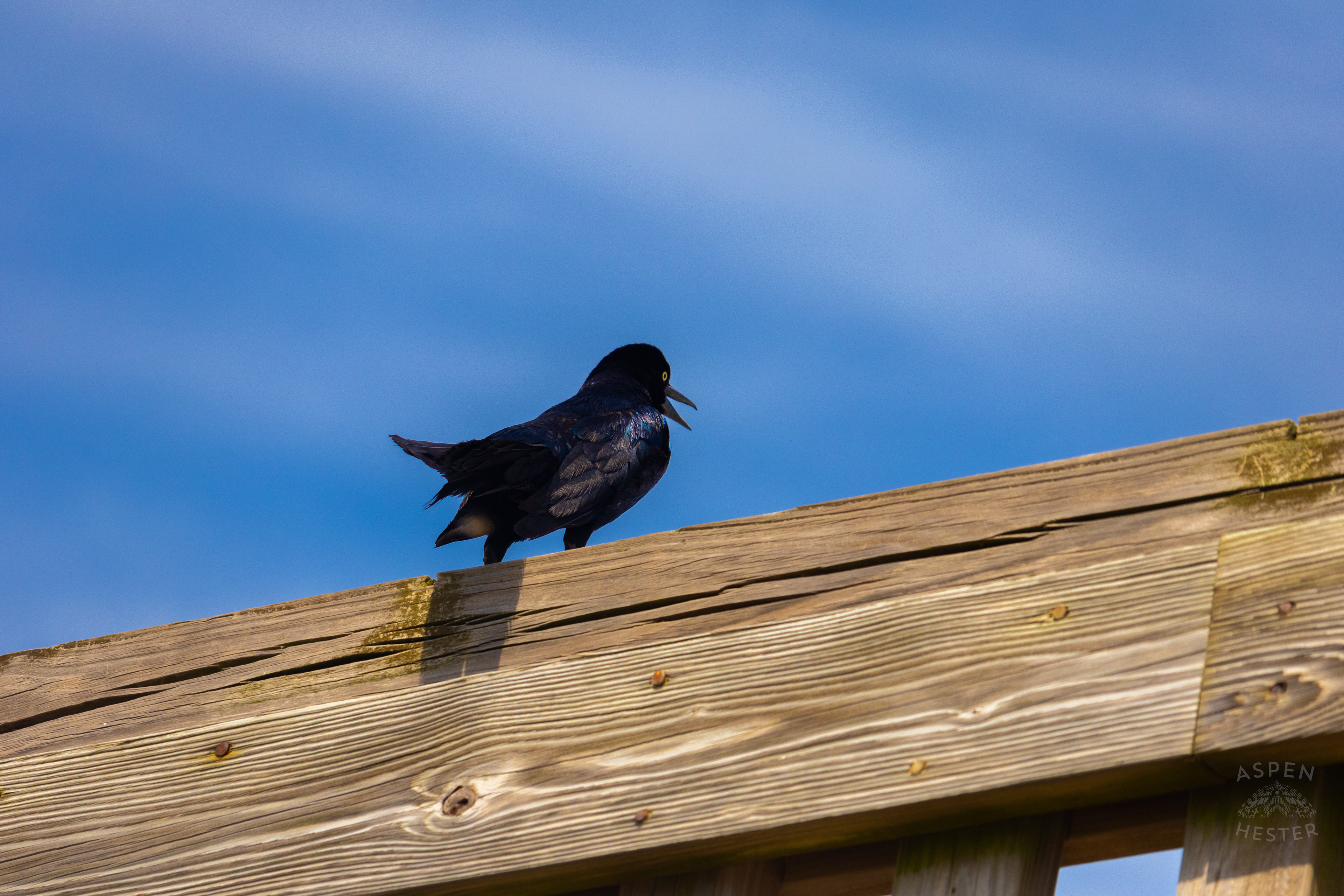 Grackle Enjoys the View From The Tybee Island Pier and Pavilion on Tybee Island Georgia. June 27th, 2024/Aspen Hester