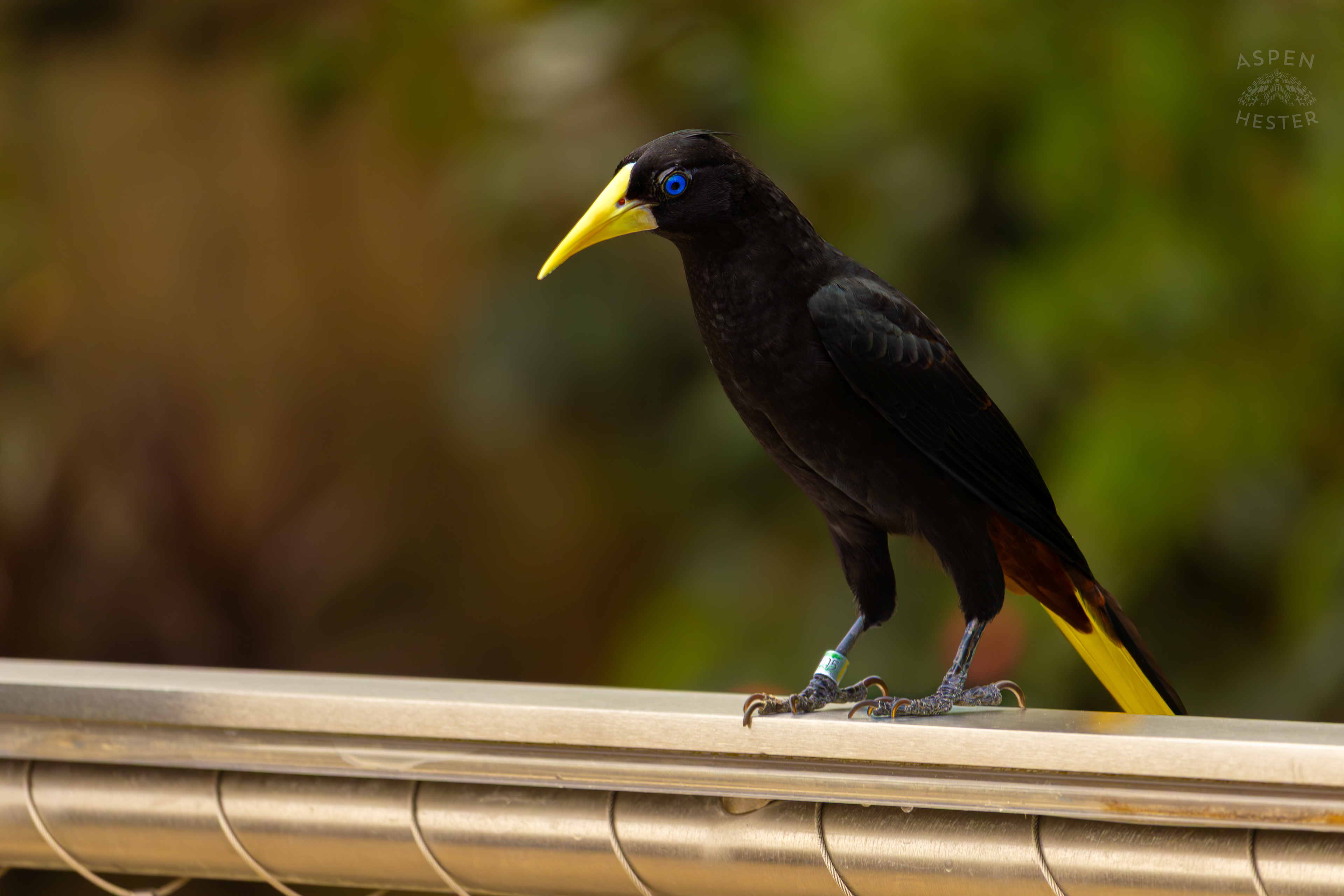 A Crested Oropendola Hangs Out On The Railing In The Wetlands Inside The National Aviary in Pittsburgh Pennsylvania. February 26th, 2025/Aspen Hester