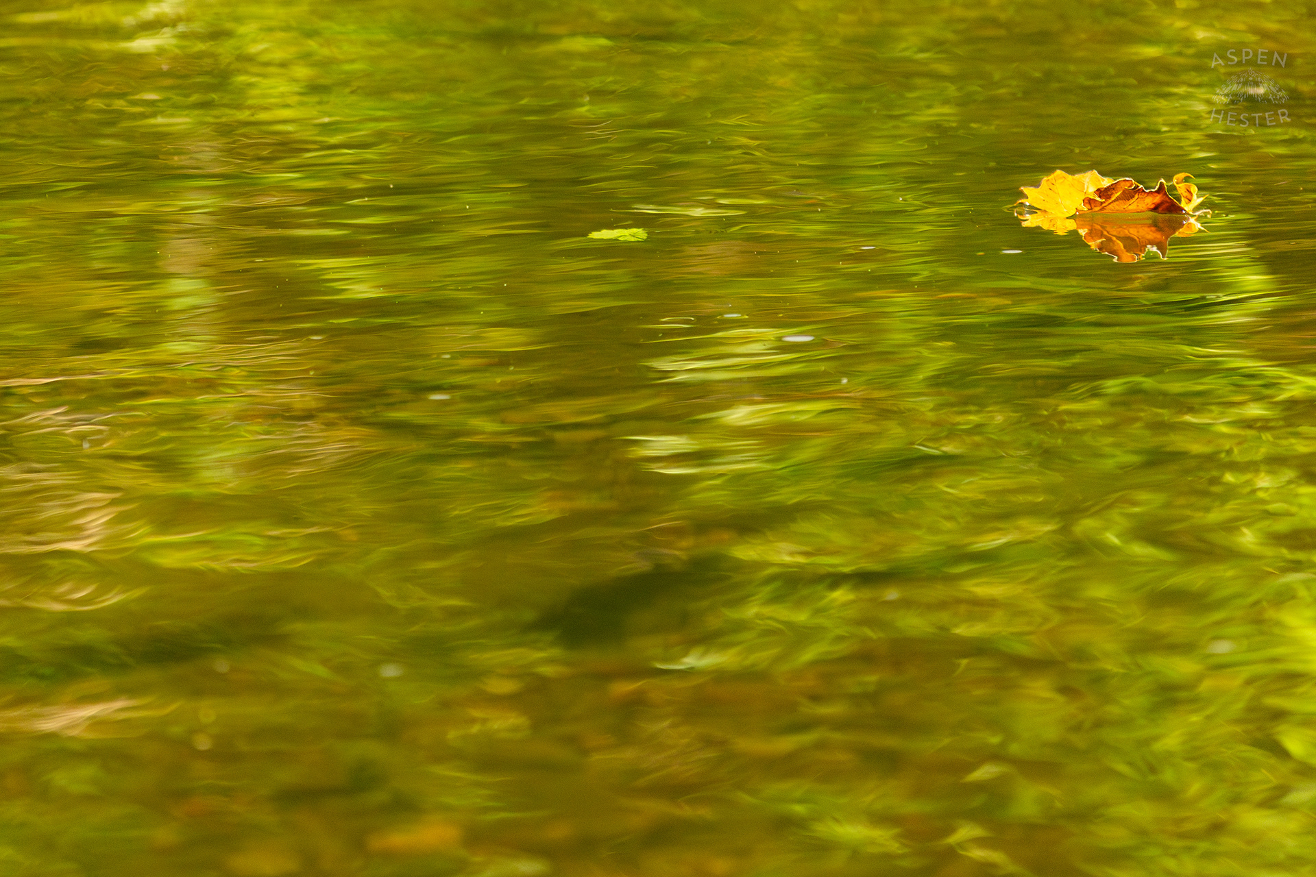 Leave Floating Down Middle Fork Beargrass Creek in Cherokee Park. May 28th, 2024/Aspen Hester