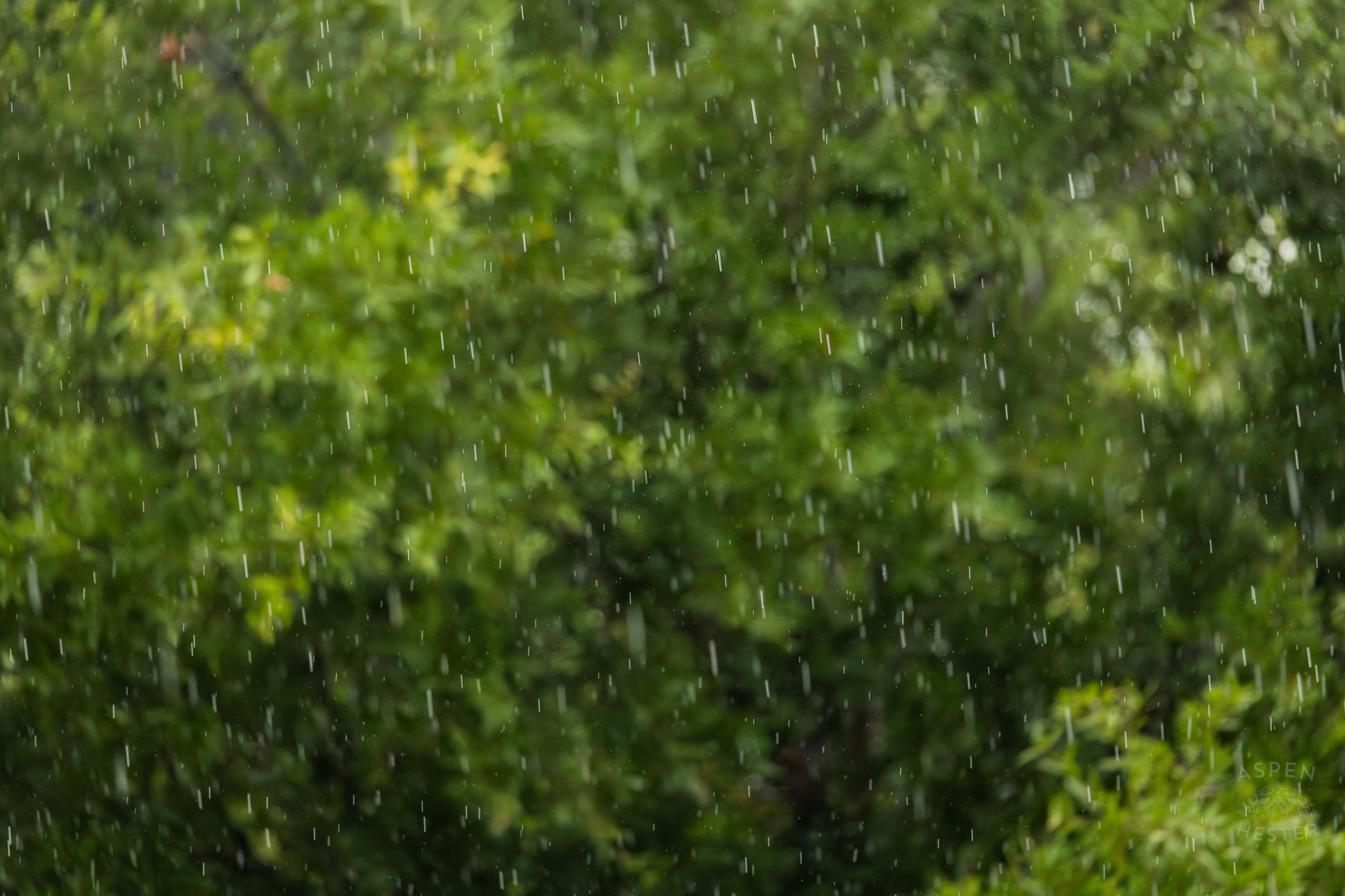 Raindrops as A Thunderstorm Rolls Over Tybee Island Georgia. June 27th, 2024/Aspen Hester