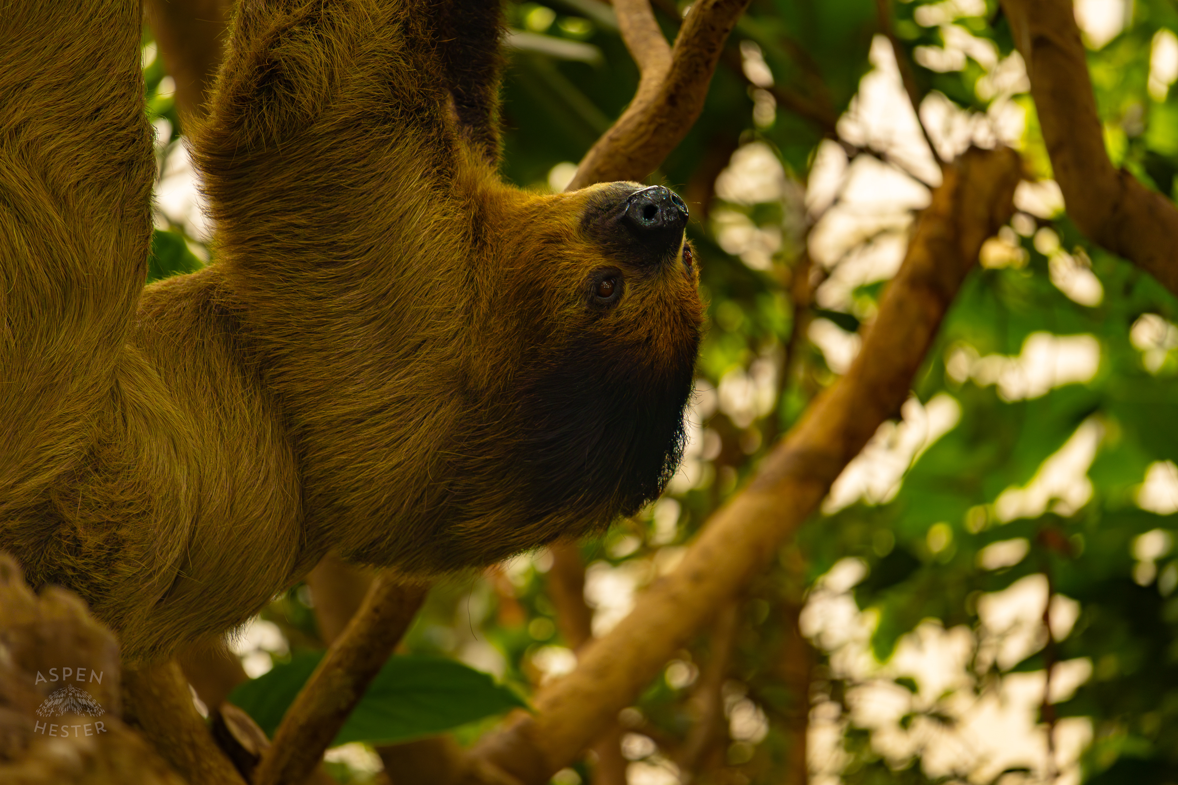Two-Toed Sloth Wookiee Hangs From A Branch in The Rainforest Inside The National Aviary in Pittsburgh Pennsylvania. February 26th, 2025/Aspen Hester