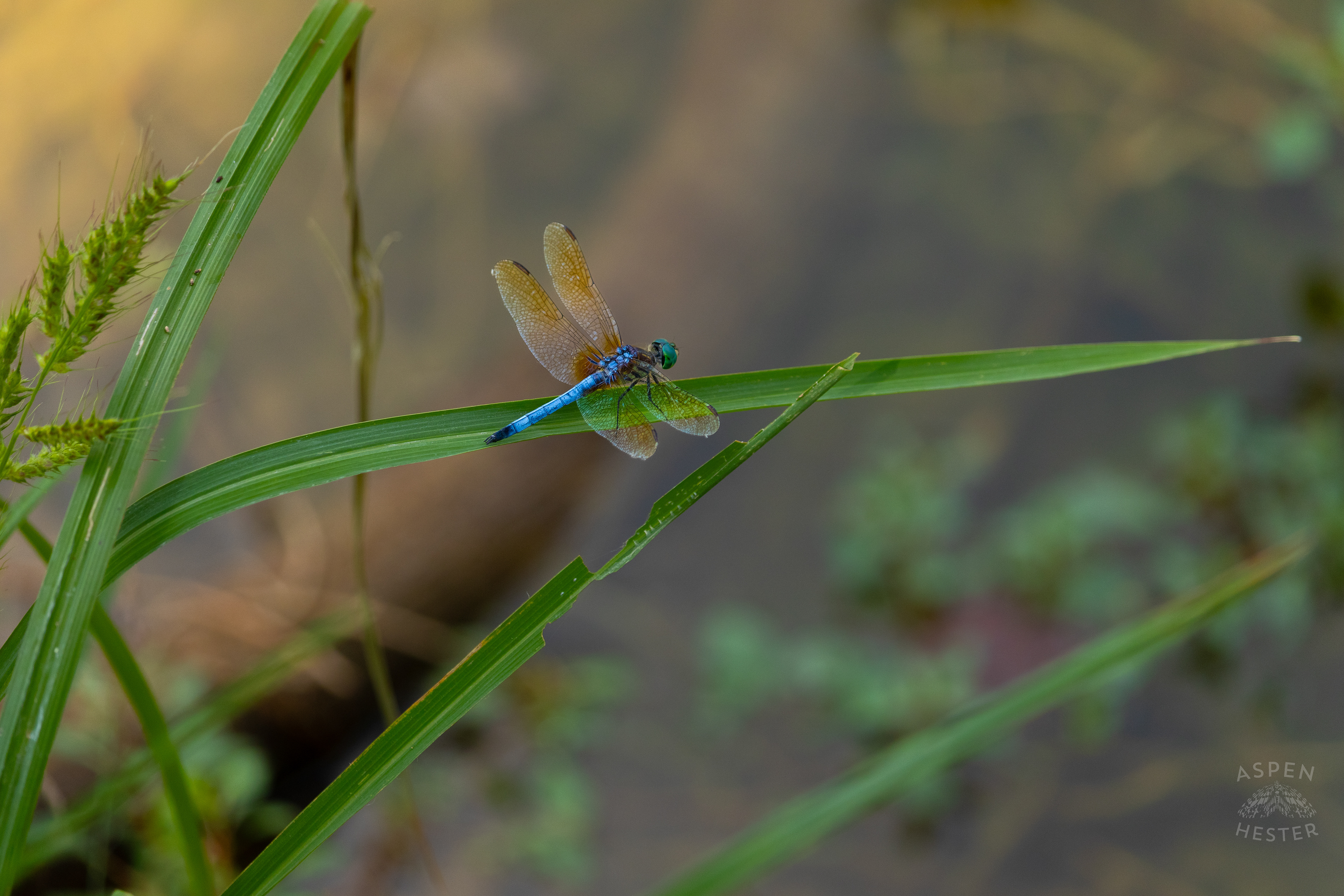 An Emperor Dragonfly Sitting Above The Chickasaw Park Pond. August 25th, 2024/Aspen Hester