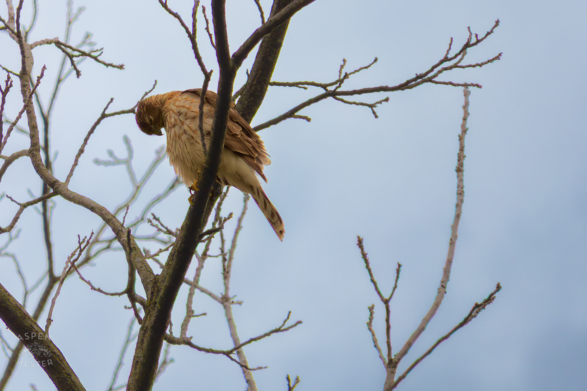 A Red Tailed Hawk Preens High Up in Brown Park. April 14th, 2025/Aspen Hester 