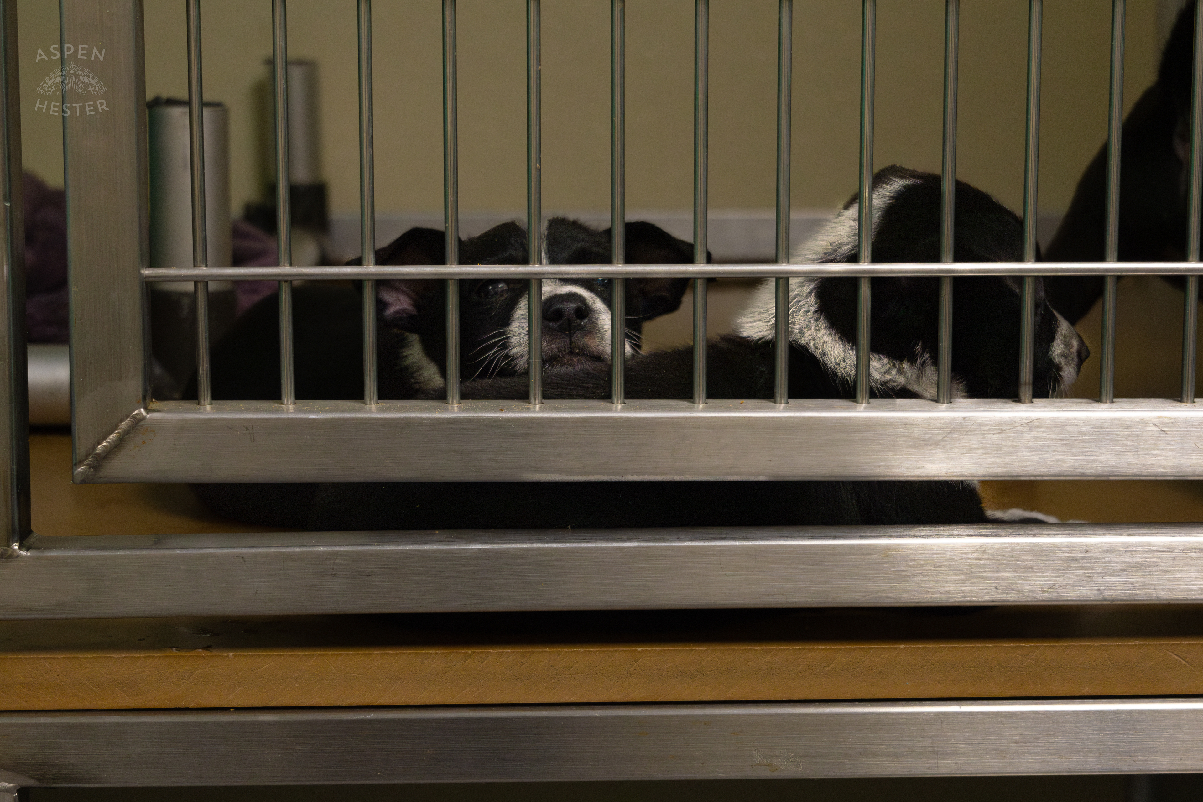 Two of The Five Puppies Abandoned On The Road Outside of Louisville Metro Animal Services. September 4th, 2024/Aspen Hester