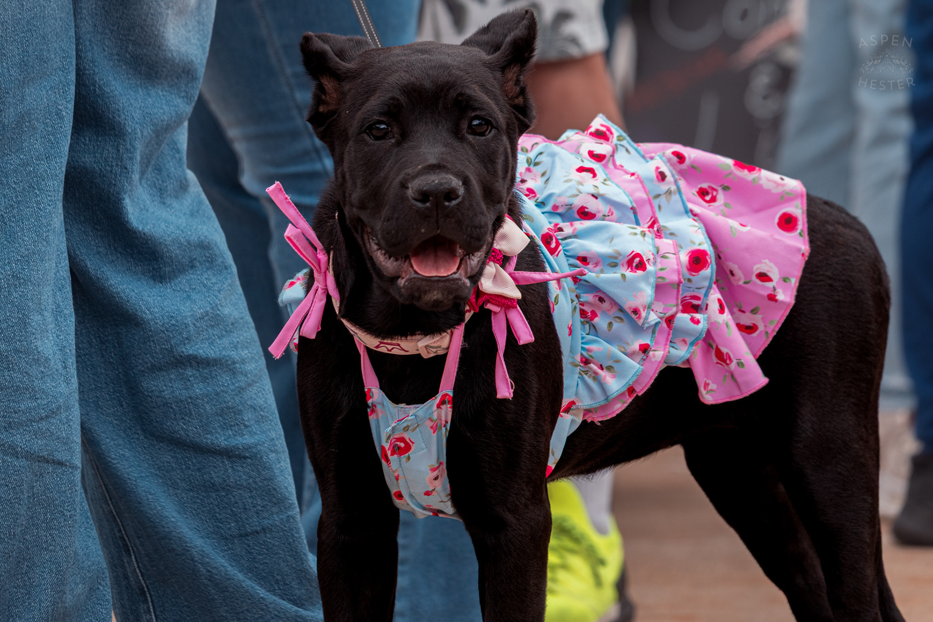 A Large Breed Dog Wears Beautiful Flowered Pink and Blue Dress at Westport Village’s 5th Annual Puppy Palooza. April 19th, 2025/Aspen Hester