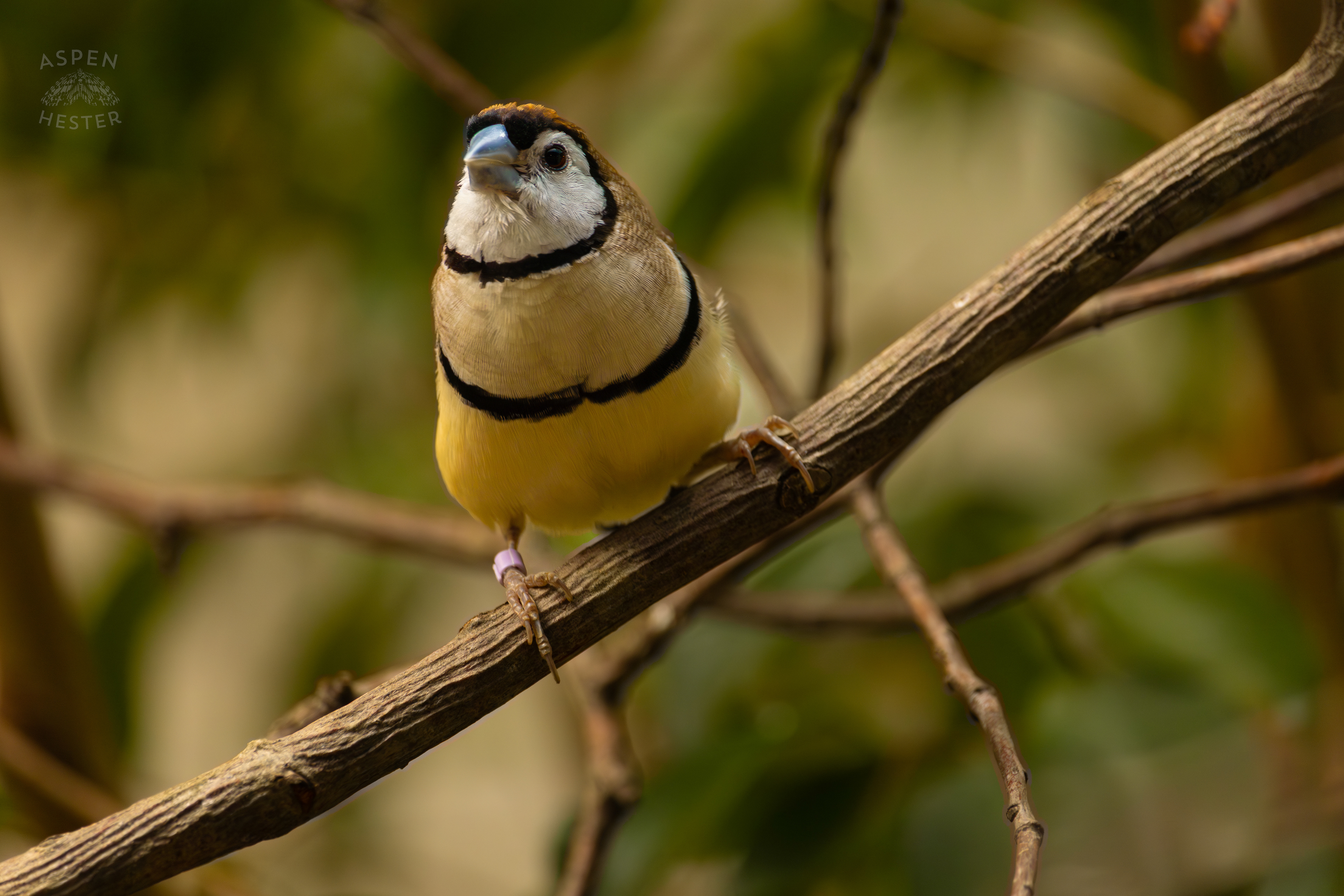 A Double-Barred Finch Sits on A Branch in The Grasslands Inside The National Aviary in Pittsburgh Pennsylvania. February 26th, 2025/Aspen Hester