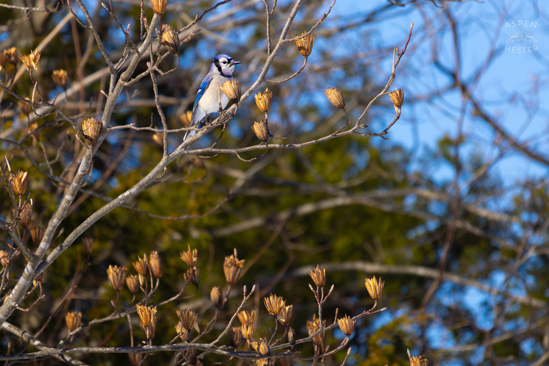 A Blue Jay Rests in A Tulip Tree in The Snowy Landscape of my Backyard. January 13th, 2025/Aspen Hester