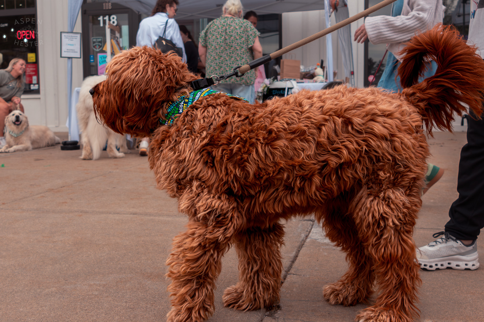 A Large Fluffy Dog Enjoys The Day at Westport Village’s 5th Annual Puppy Palooza. April 19th, 2025/Aspen Hester