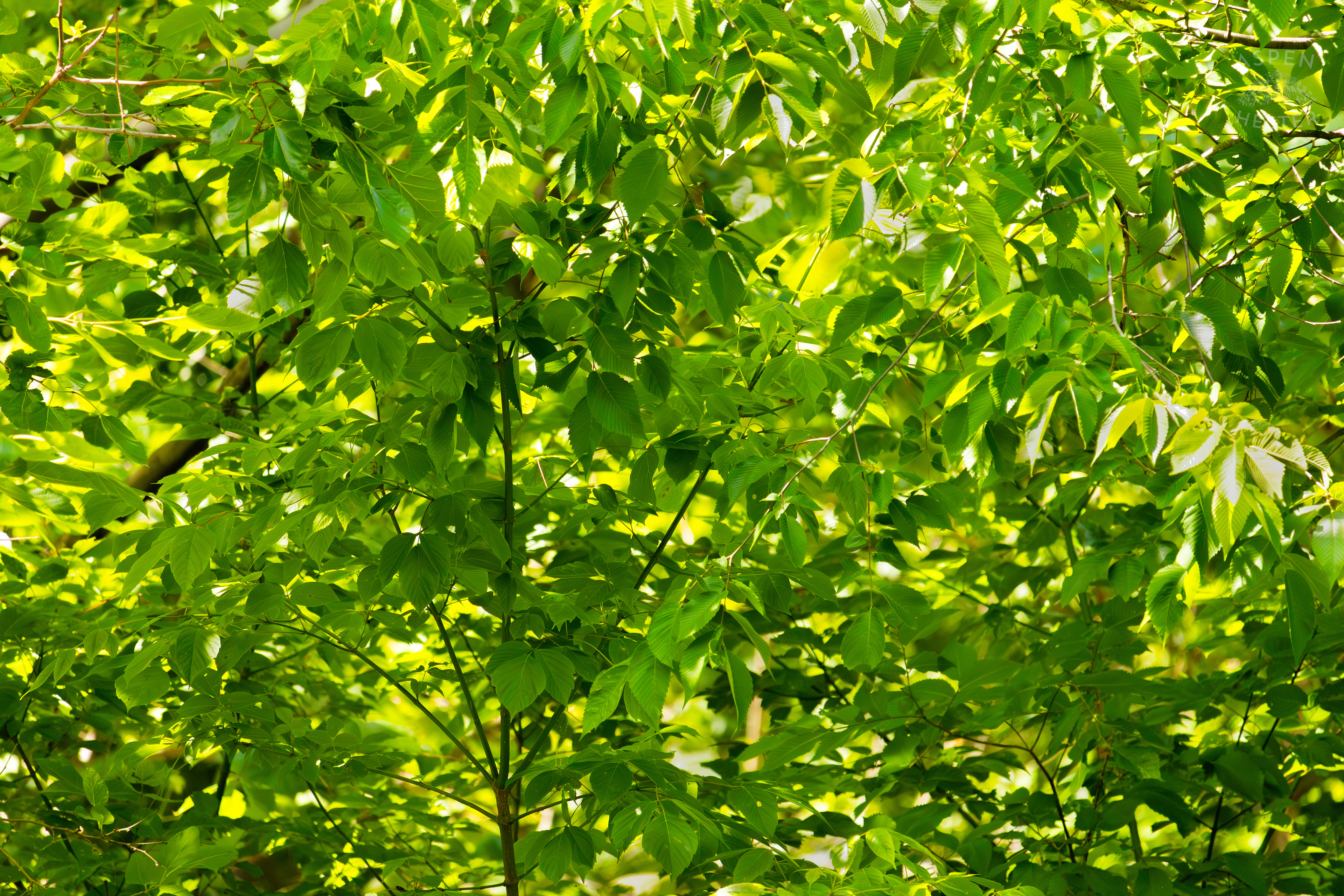 Foliage Over Middle Fork Beargrass Creek in Cherokee Park. May 28th, 2024/Aspen Hester