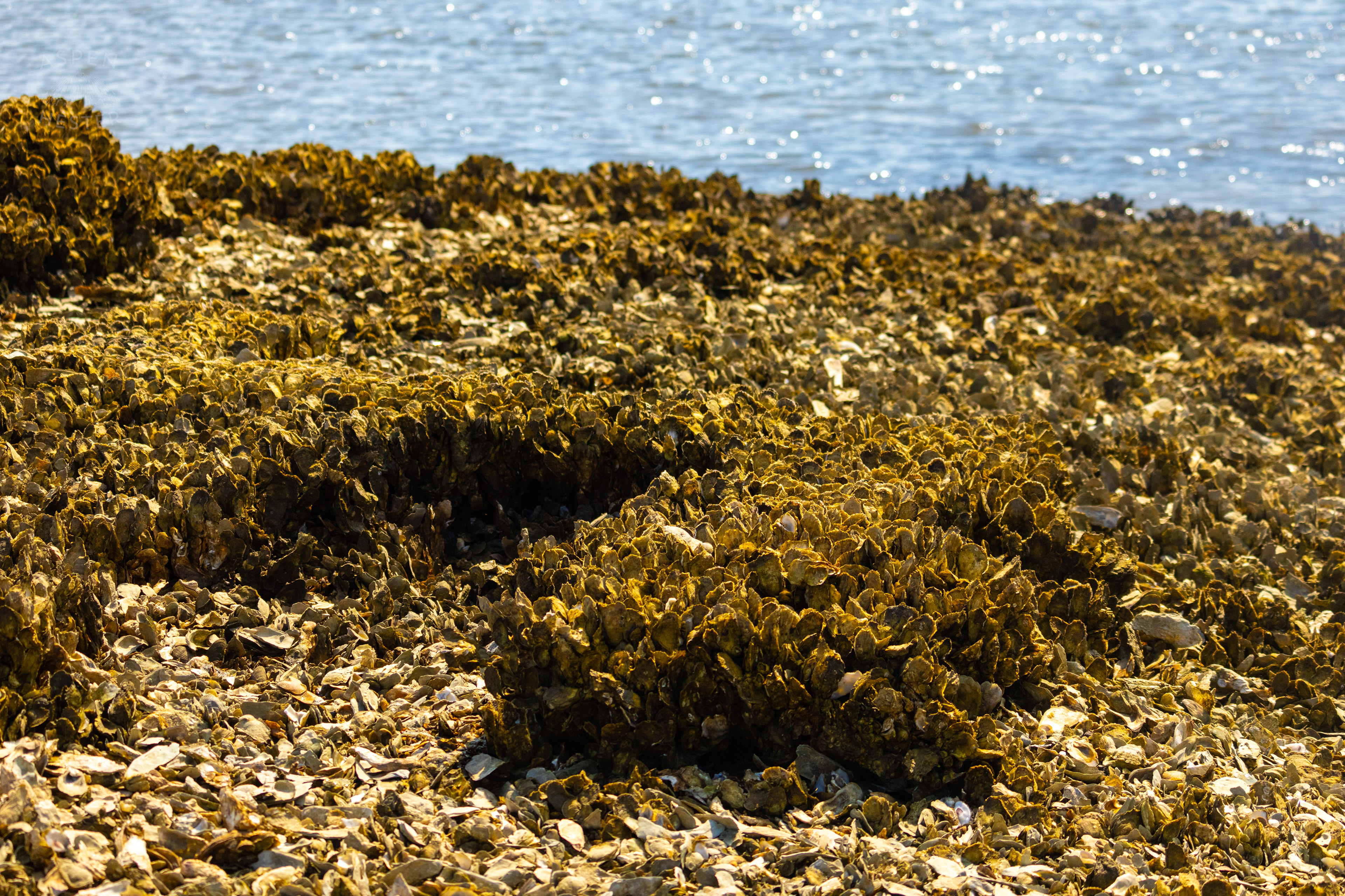 Oyster Reef in Low Tide on Tybee Island Georgia. June 25th, 2024/Aspen Hester