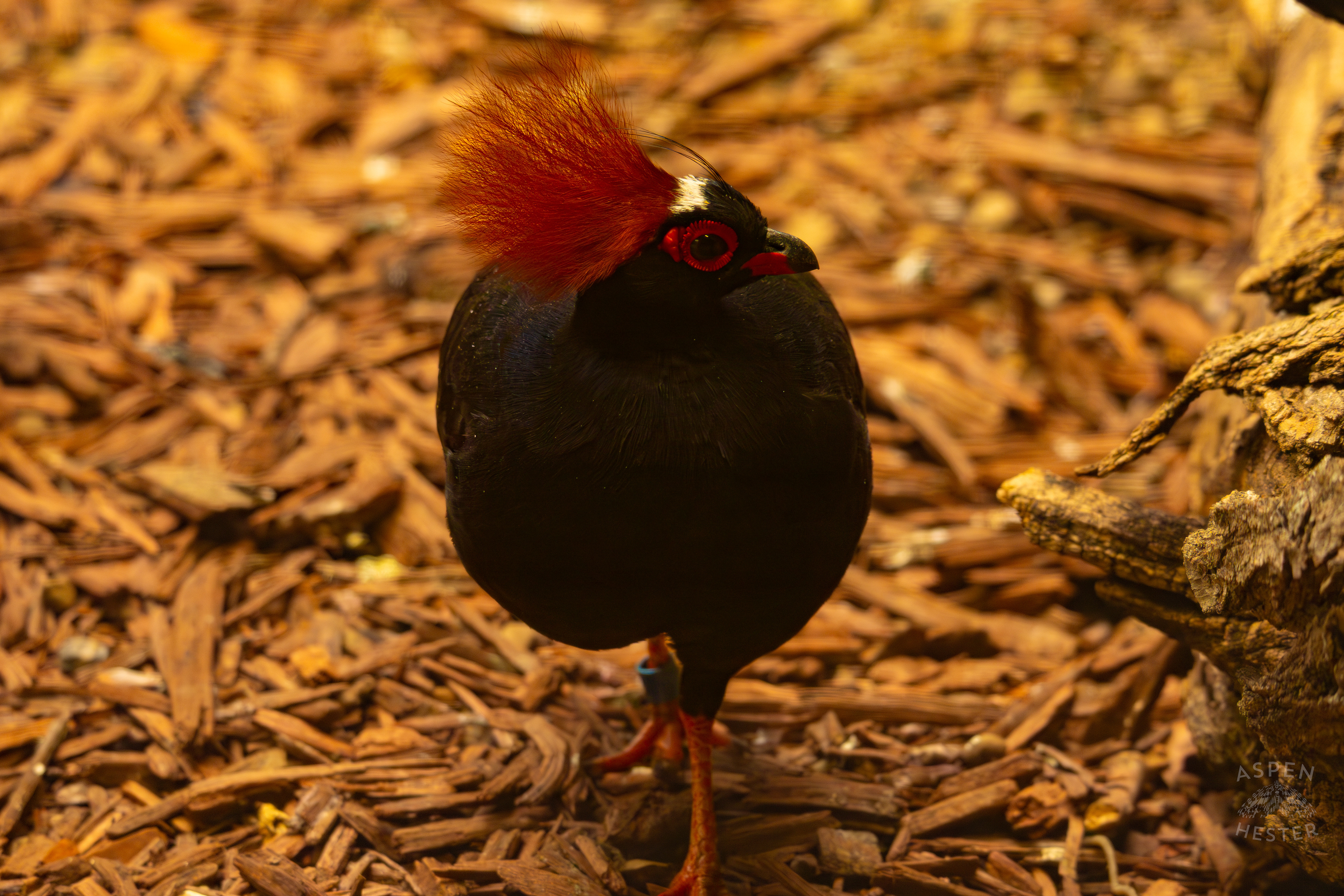 A Crested Partridge Saunters Around The Ground In Canary's Call Inside The National Aviary in Pittsburgh Pennsylvania. February 26th, 2025/Aspen Hester