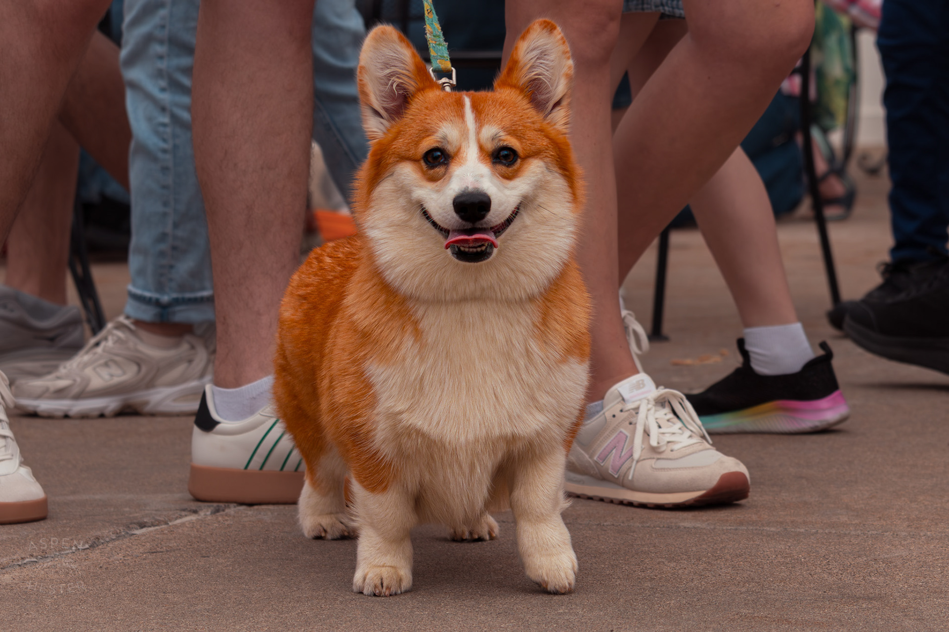 A Corgi Struts Down The Sidewalk at Westport Village’s 5th Annual Puppy Palooza. April 19th, 2025/Aspen Hester
