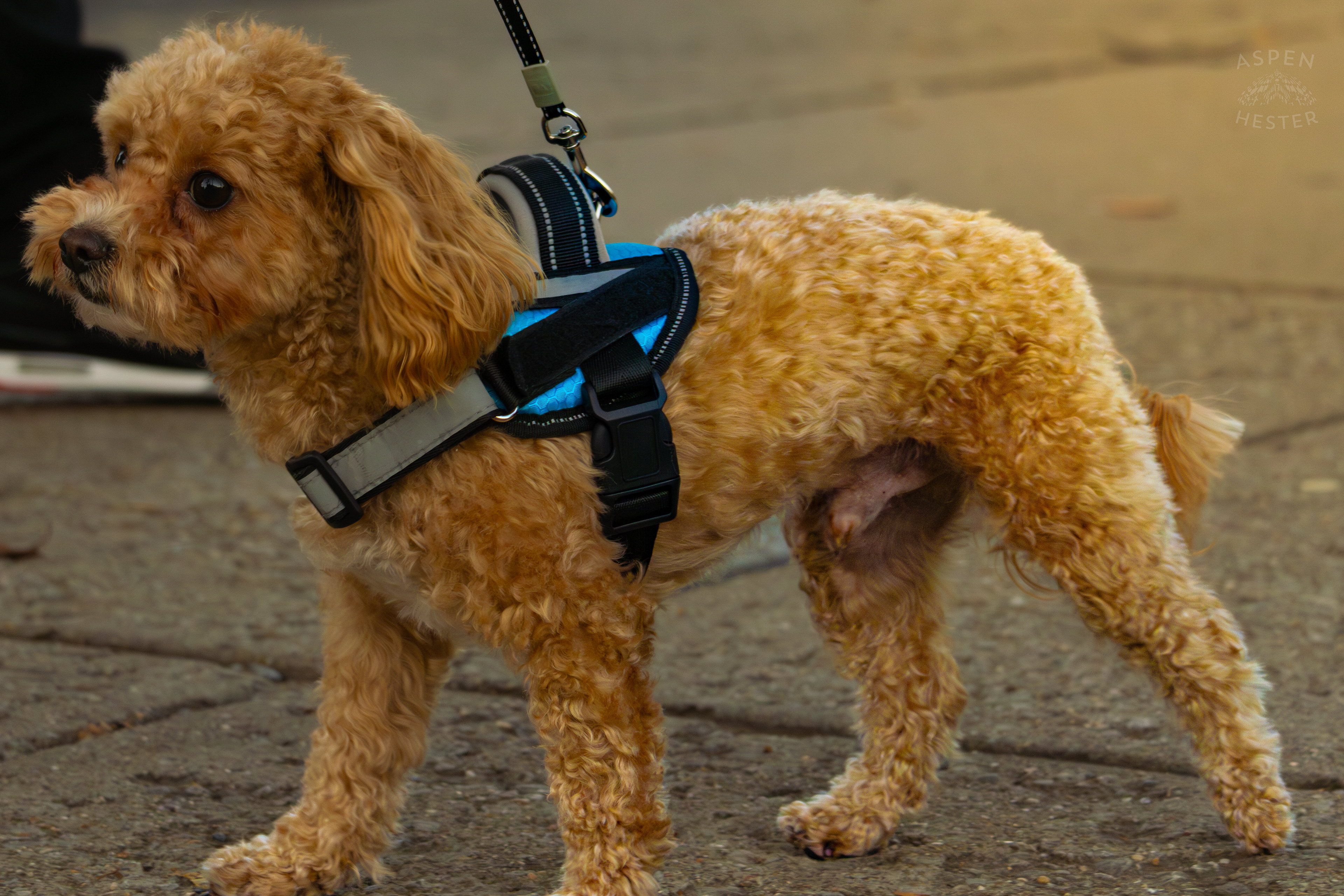 Dog Out for A Walk In Nulu on A Saturday Evening. November 14th, 2024/Aspen Hester