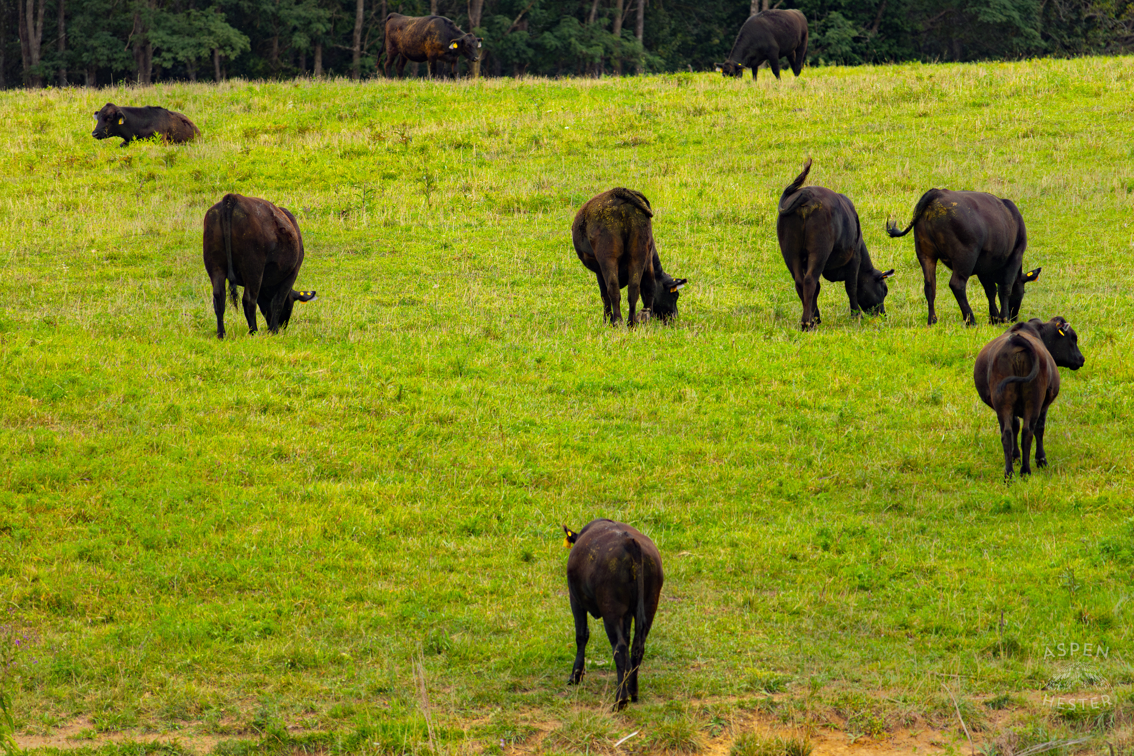 Cows Grazing on the Shore of Reformatory Lake. August 12th, 2024/Aspen Hester