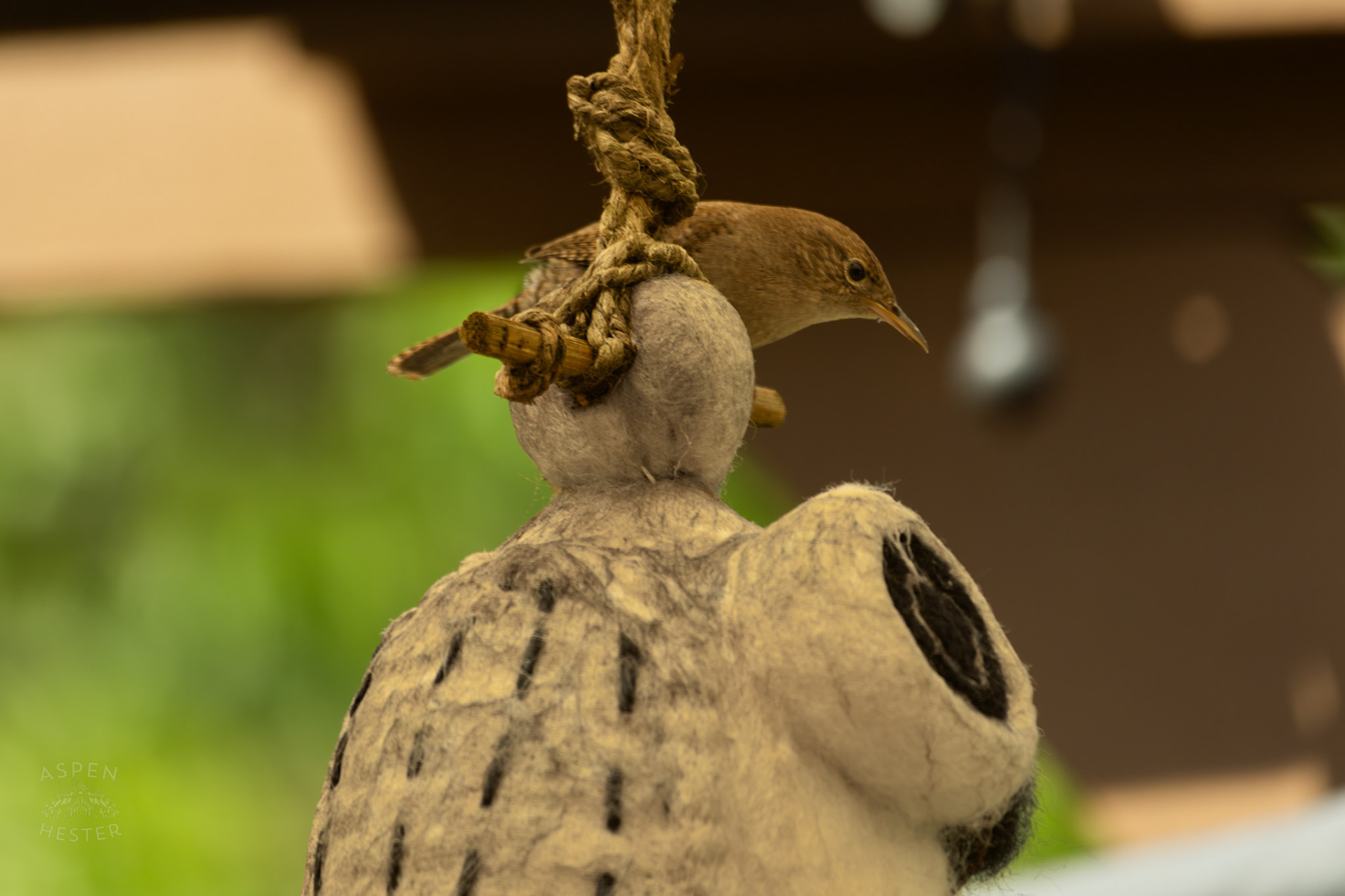 One of A Pair of Northern House Wrens Living in My Bird House. May 15th, 2025/Aspen Hester