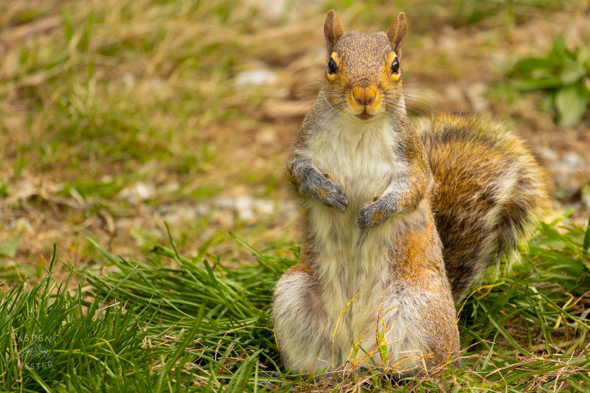 A Very Polite Squirrel in Brown Park. April 14th, 2025/Aspen Hester