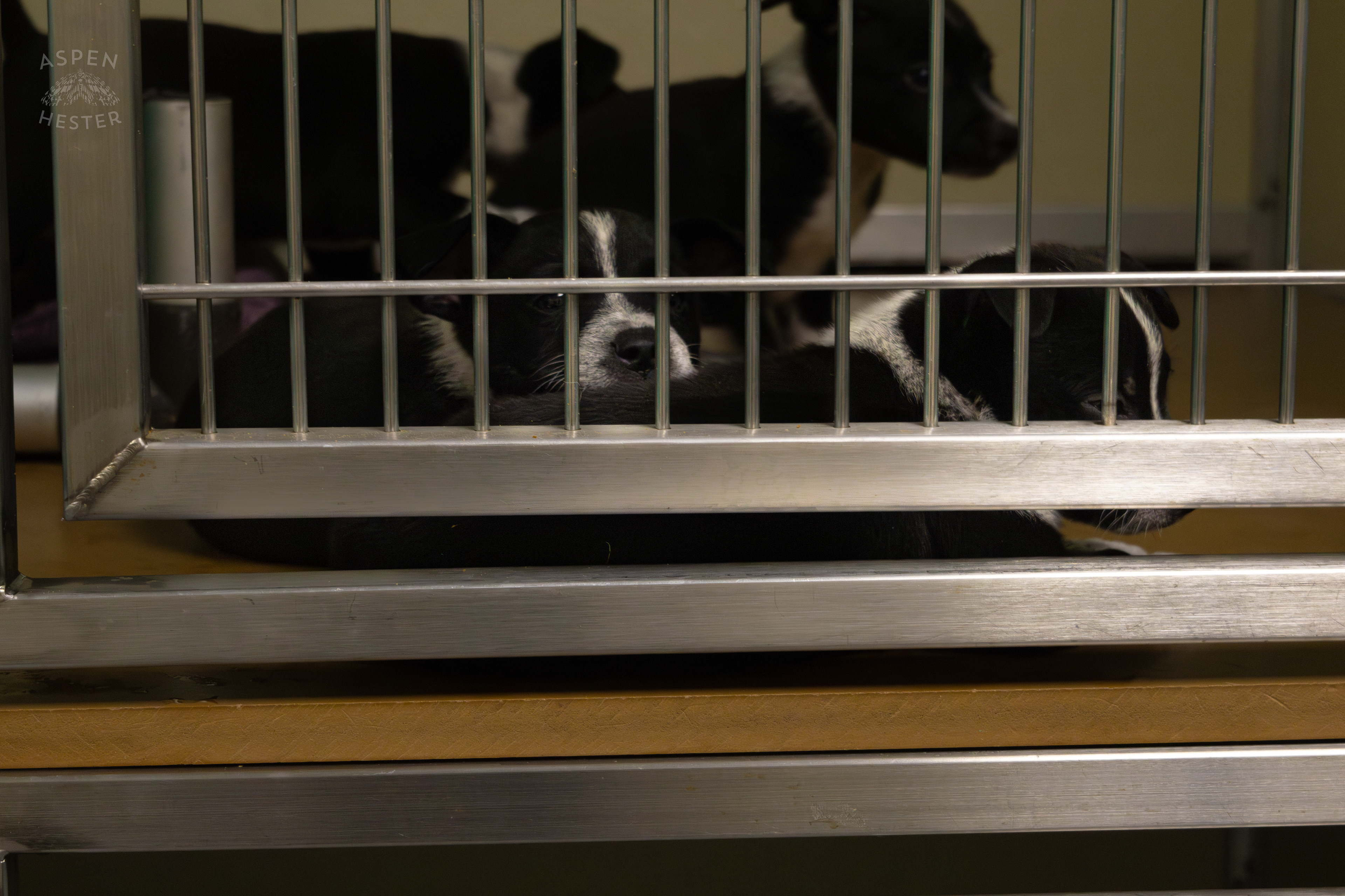 Two of The Five Puppies Abandoned On The Road Outside of Louisville Metro Animal Services. September 4th, 2024/Aspen Hester