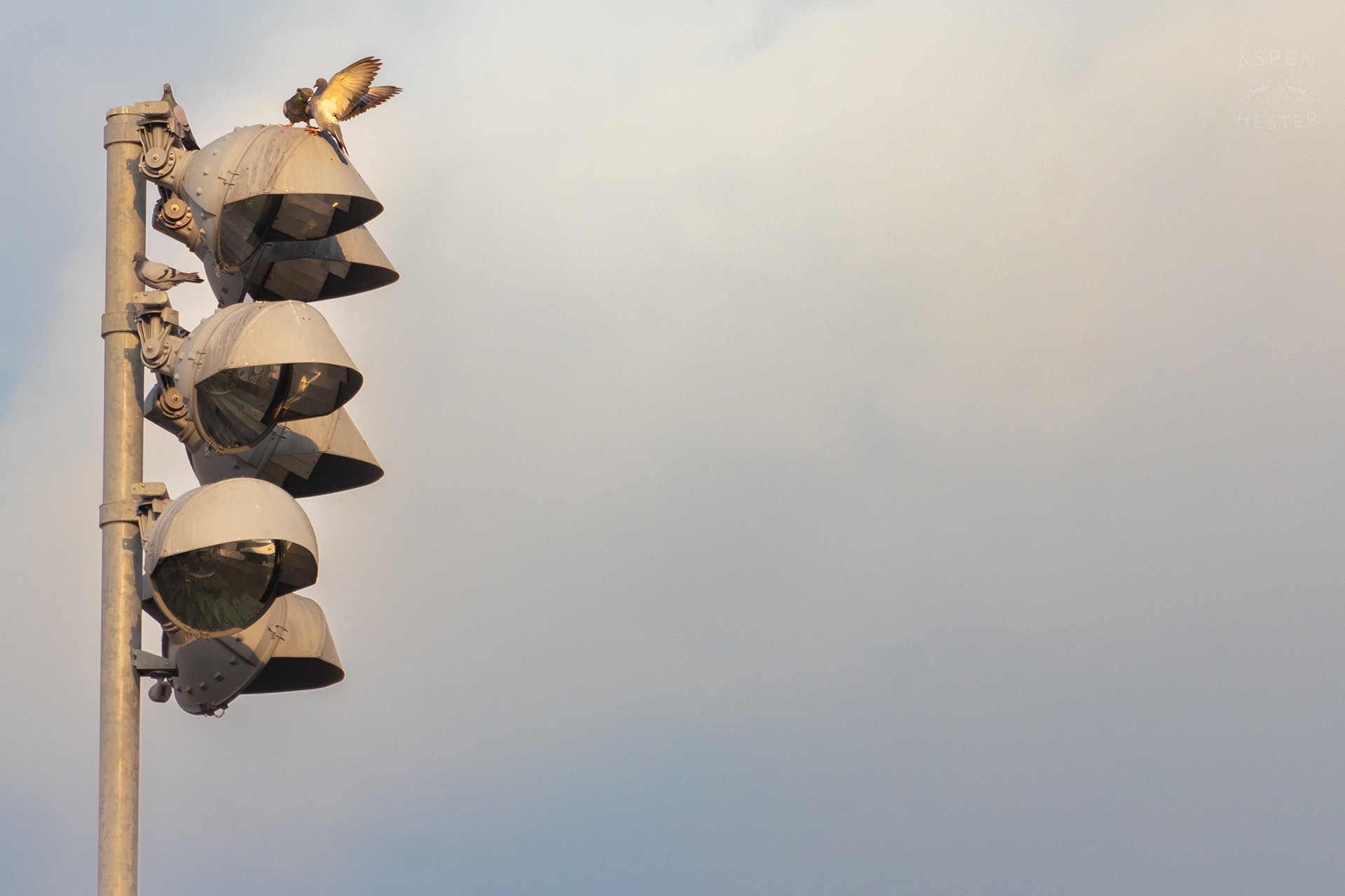 Pigeons Coming to A Rest On A Track Flood Light Overlooking The Thanksgiving Day Festivities At Churchill Downs. November 28th, 2024/Aspen Hester