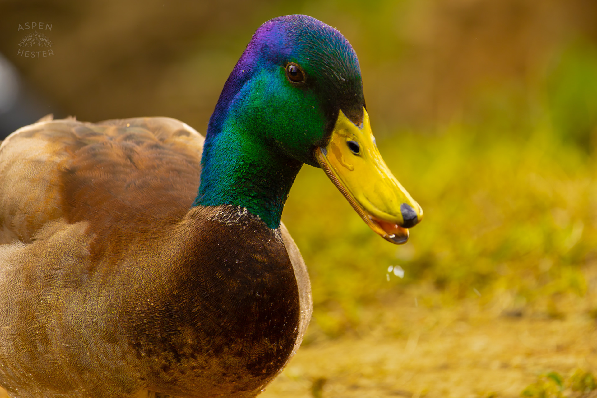 A Male Mallard in Brown Park. April 14th, 2025/Aspen Hester