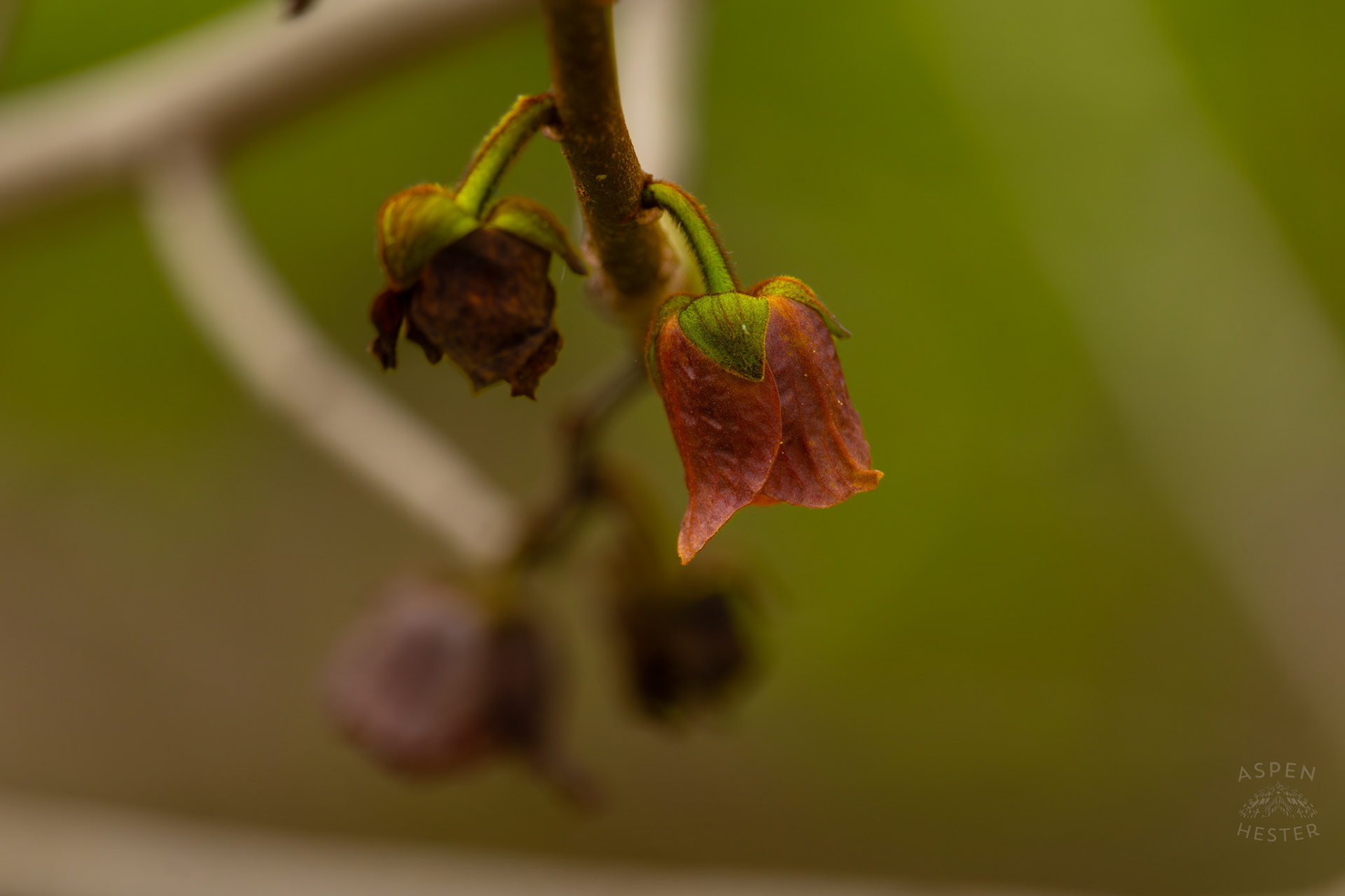 Pawpaw Flowers in Brown Park. April 14th, 2025/Aspen Hester