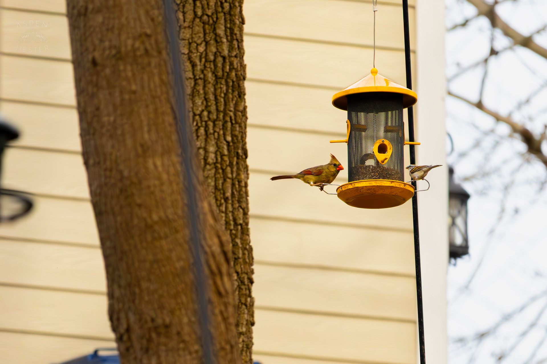 A Female Cardinal and A Chipping Sparrow Eat From A Birdfeeder in My Neighbor's Yard. March 29th, 2026/Aspen Hester