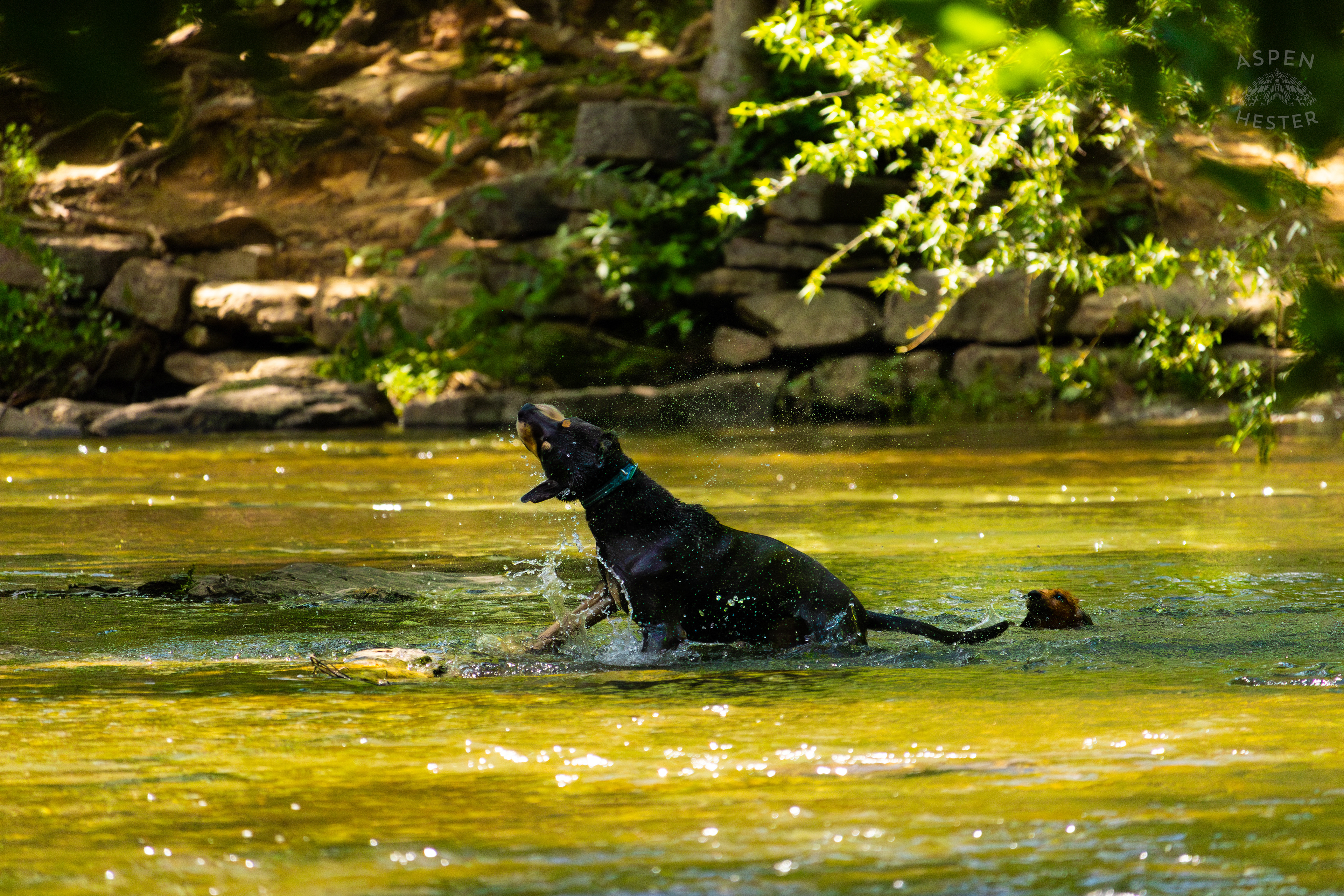 A Rottweiler and A Dachshund Splash in the Waters of Middle Fork Beargrass Creek in Cherokee Park. May 28th, 2024/Aspen Hester