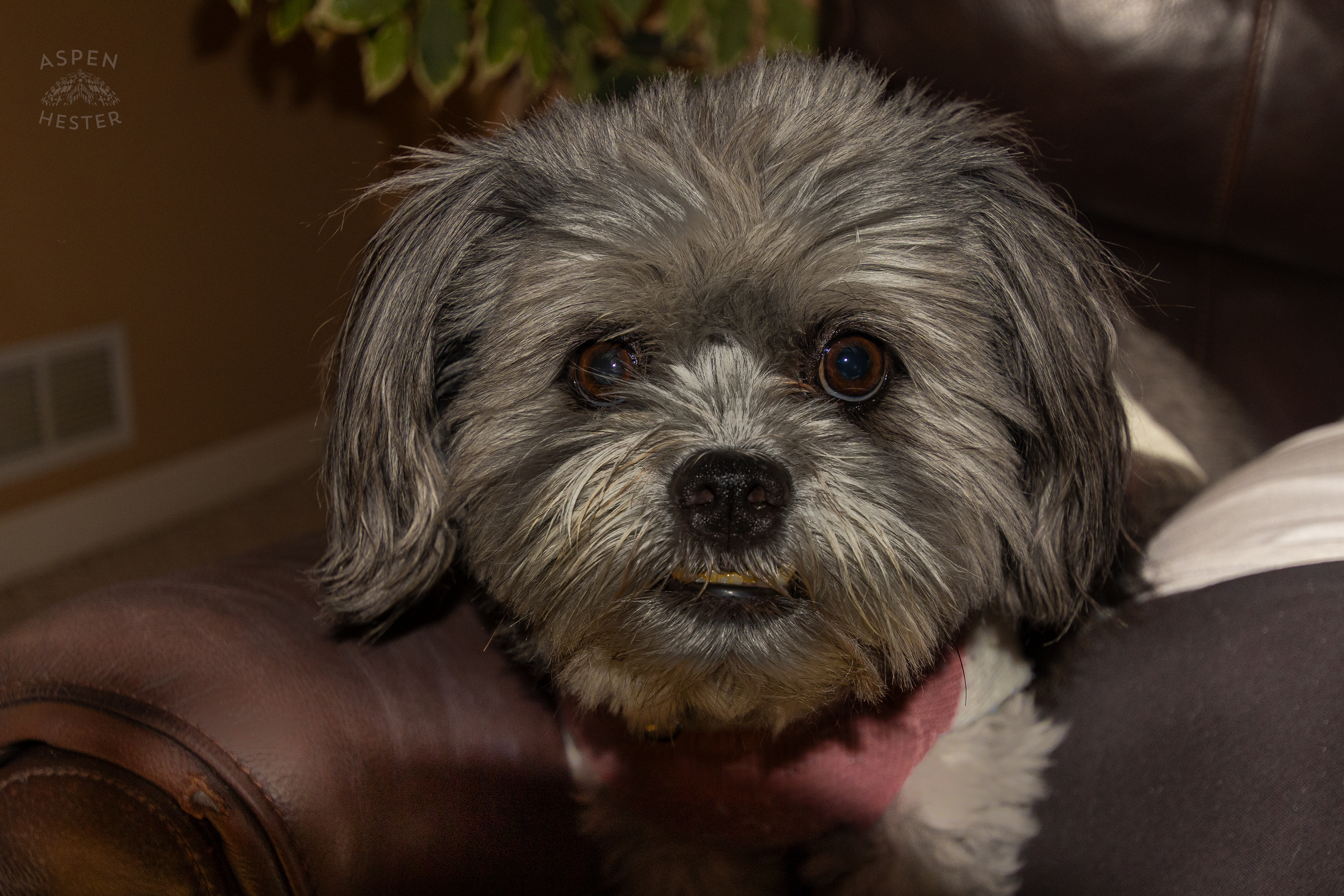 My Girl Mabel. November 11th, 2024/Aspen Hester