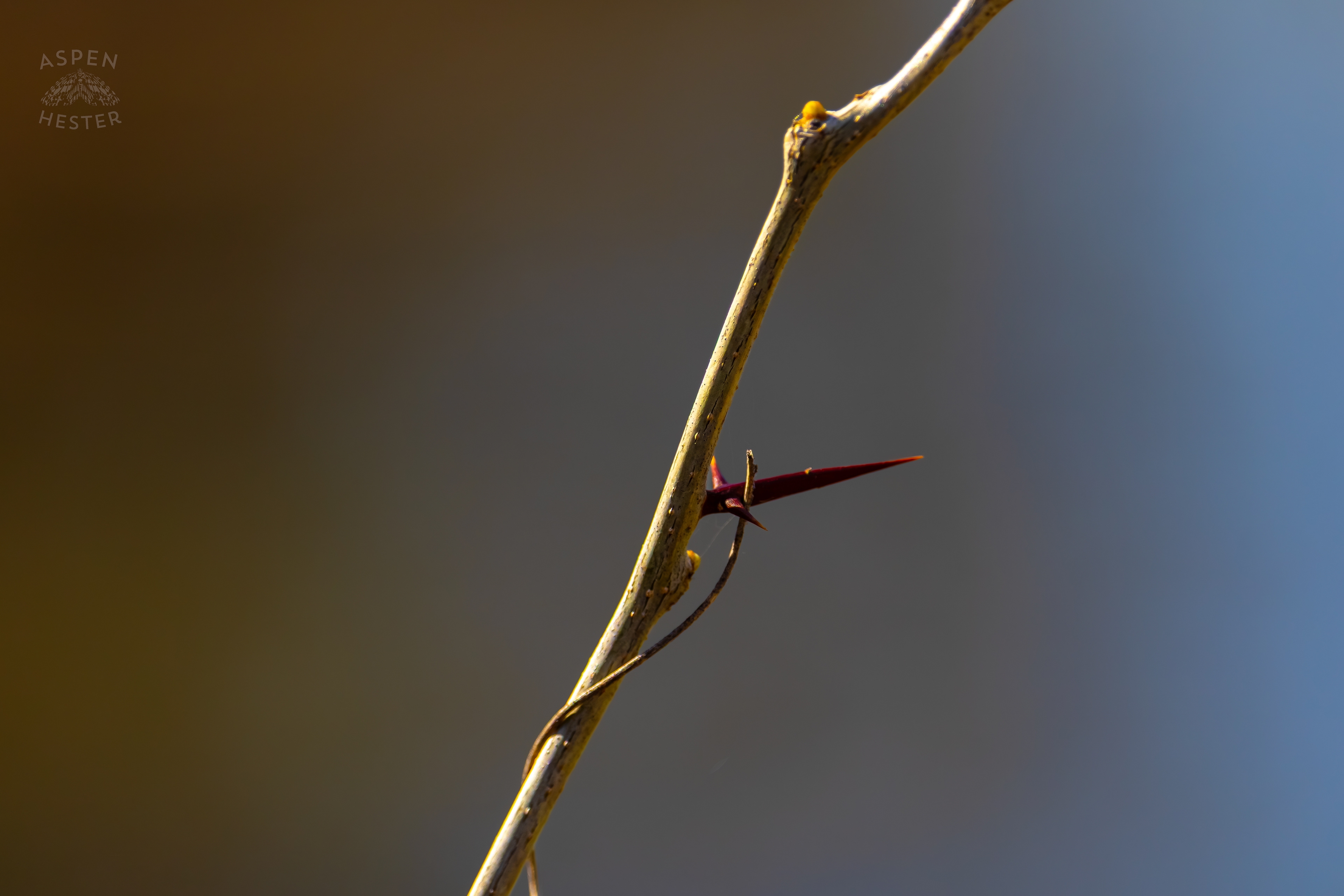 Thorns Along The Shore of Reformatory Lake in Wendell Moore Park Right Before Spring. March 18th, 2025/Aspen Hester