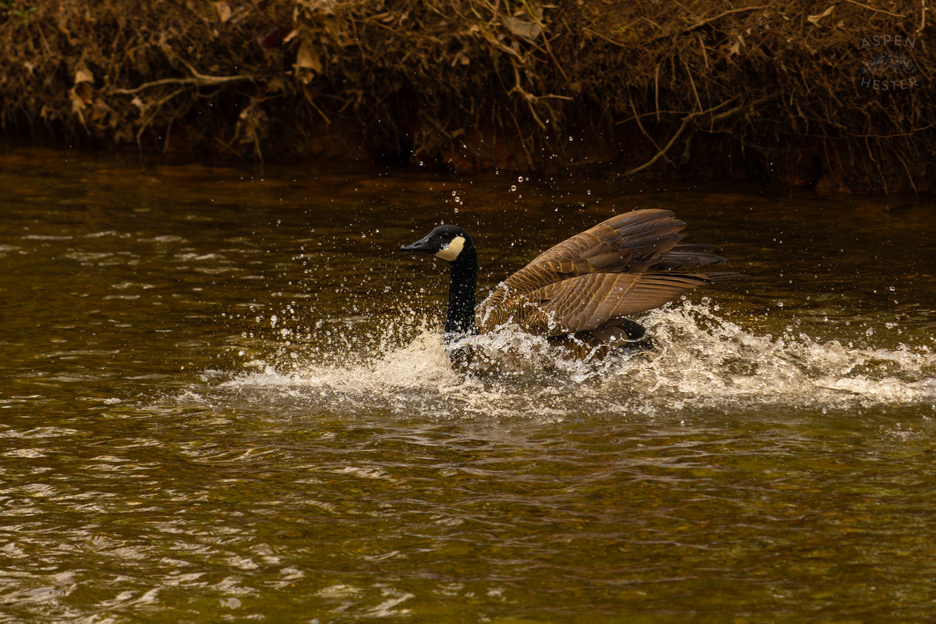 A Goose Swims in Middle Fork Beargrass Creek Where It Runs Through Brown Park. April 14th, 2025/Aspen Hester
