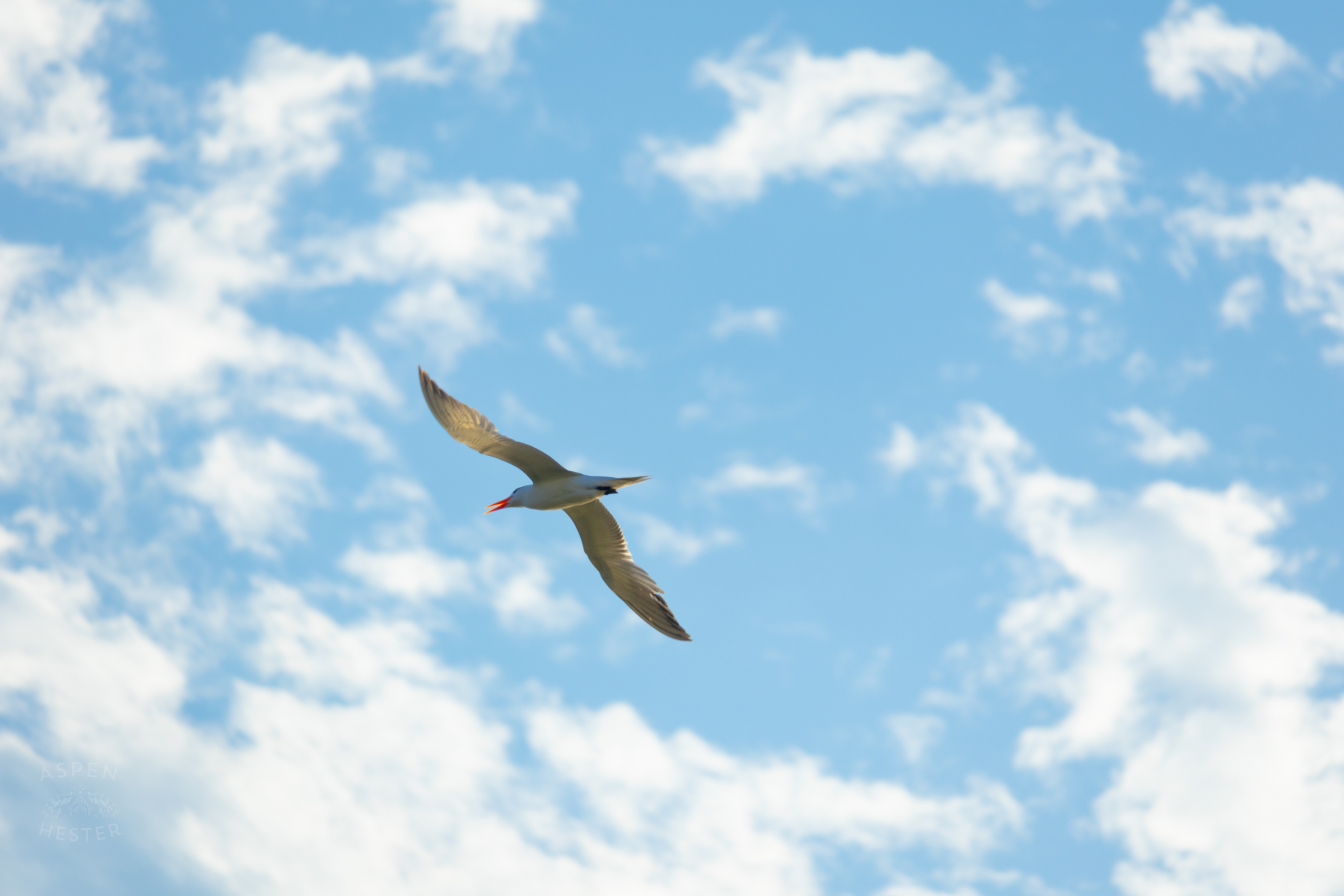 Seagull Flying Over Tybee Island Georgia. June 23rd, 2024/Aspen Hester